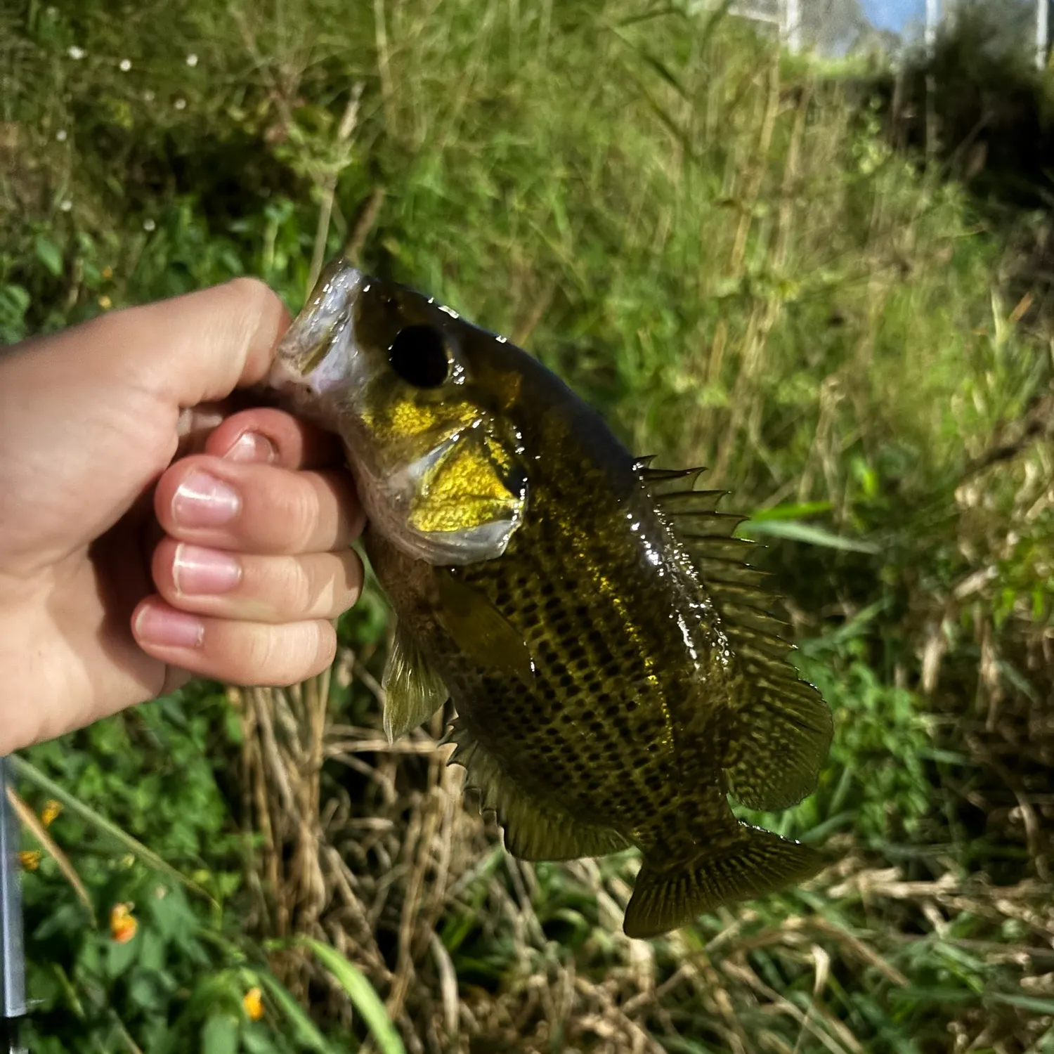 Rock bass caught on Fishbrain
