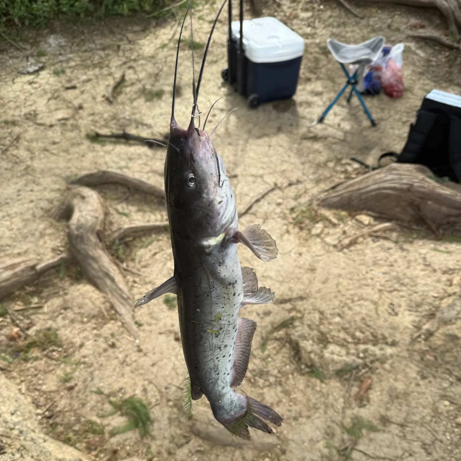 Channel catfish caught on Fishbrain