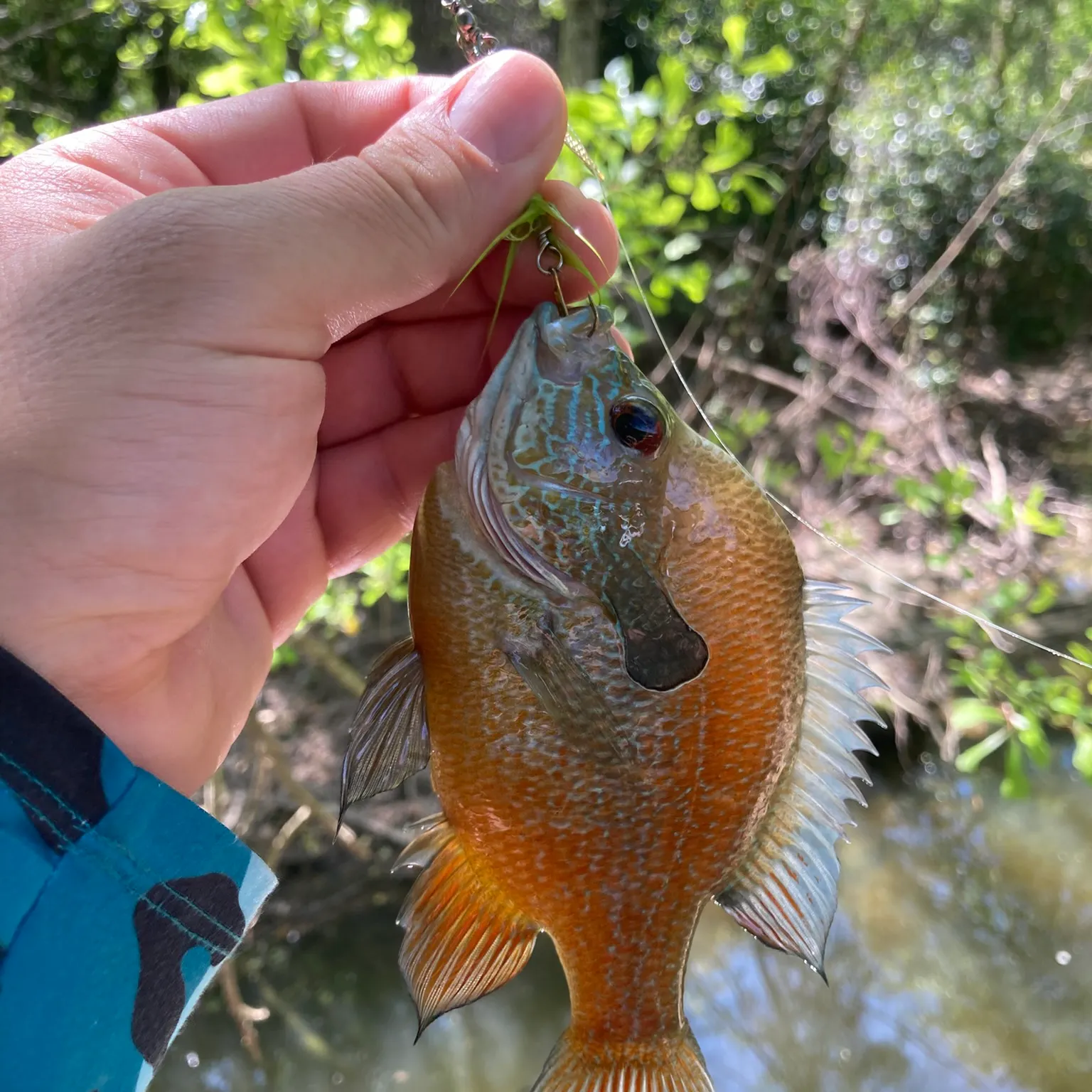The most recent Longear sunfish catches on Fishbrain