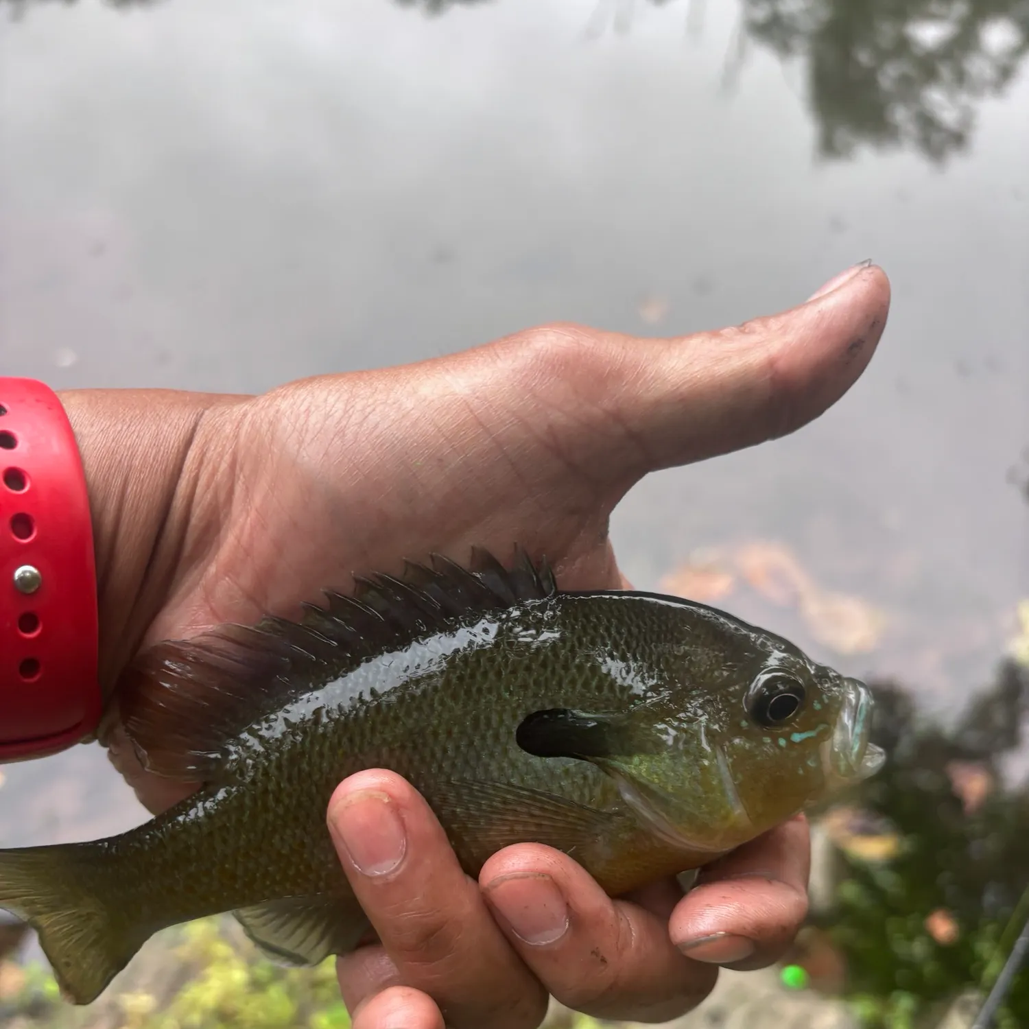 Redbreast sunfish caught on Fishbrain