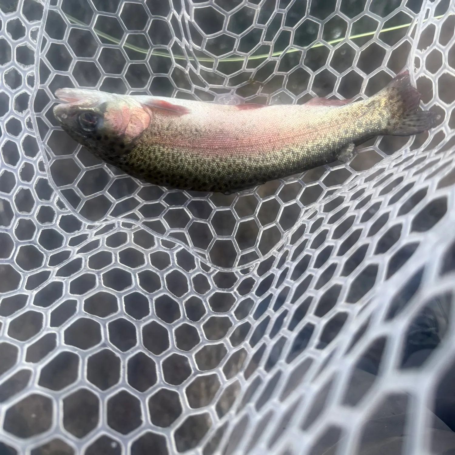 The most recent Rainbow trout catches on Fishbrain