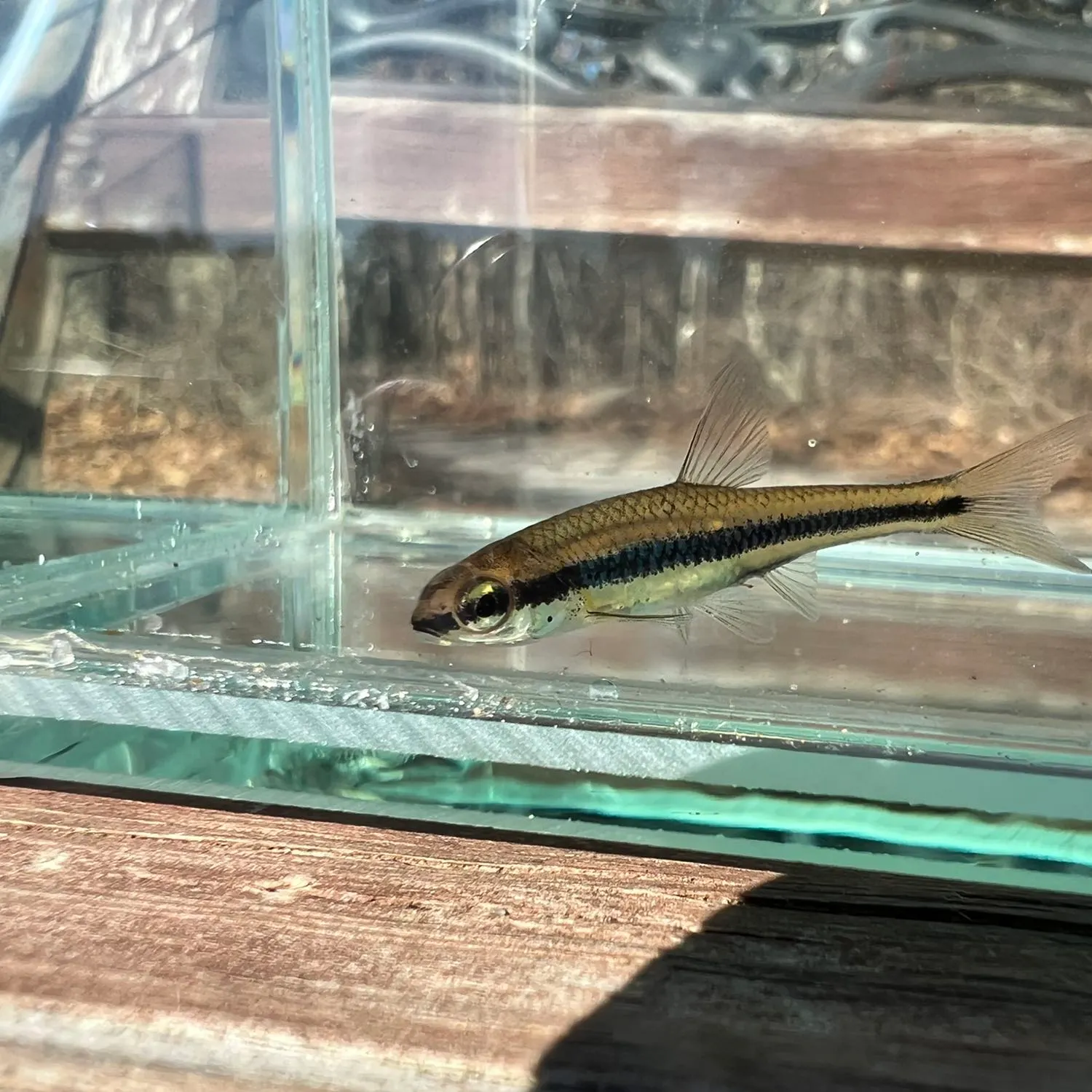 The most recent Bridle shiner catches on Fishbrain