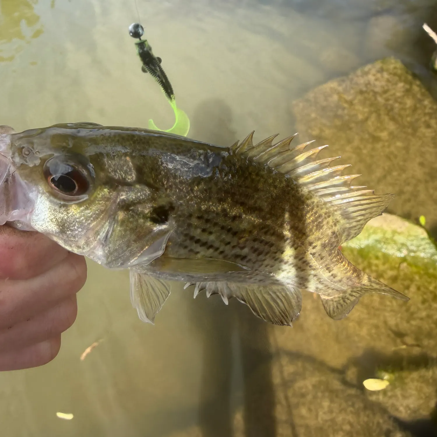 Rock bass caught on Fishbrain