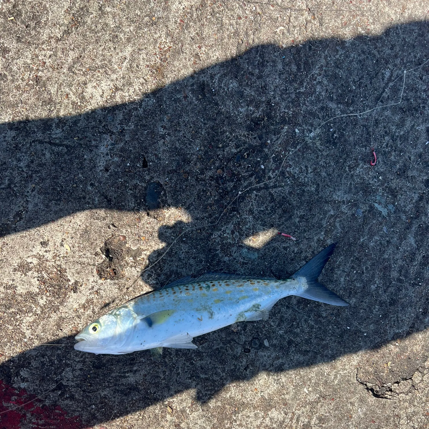 Eastern Australian salmon caught on Fishbrain