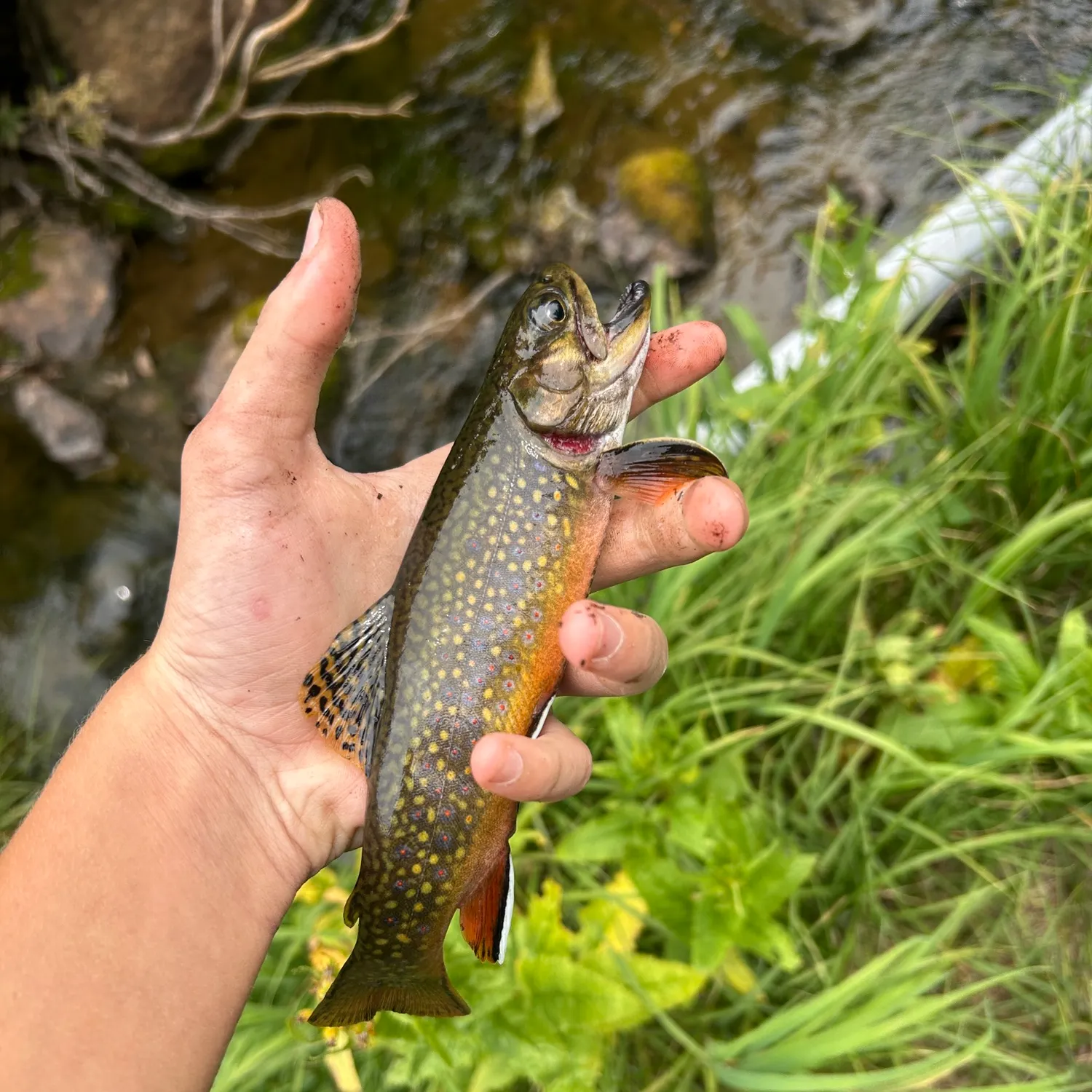 Brook trout caught on Fishbrain