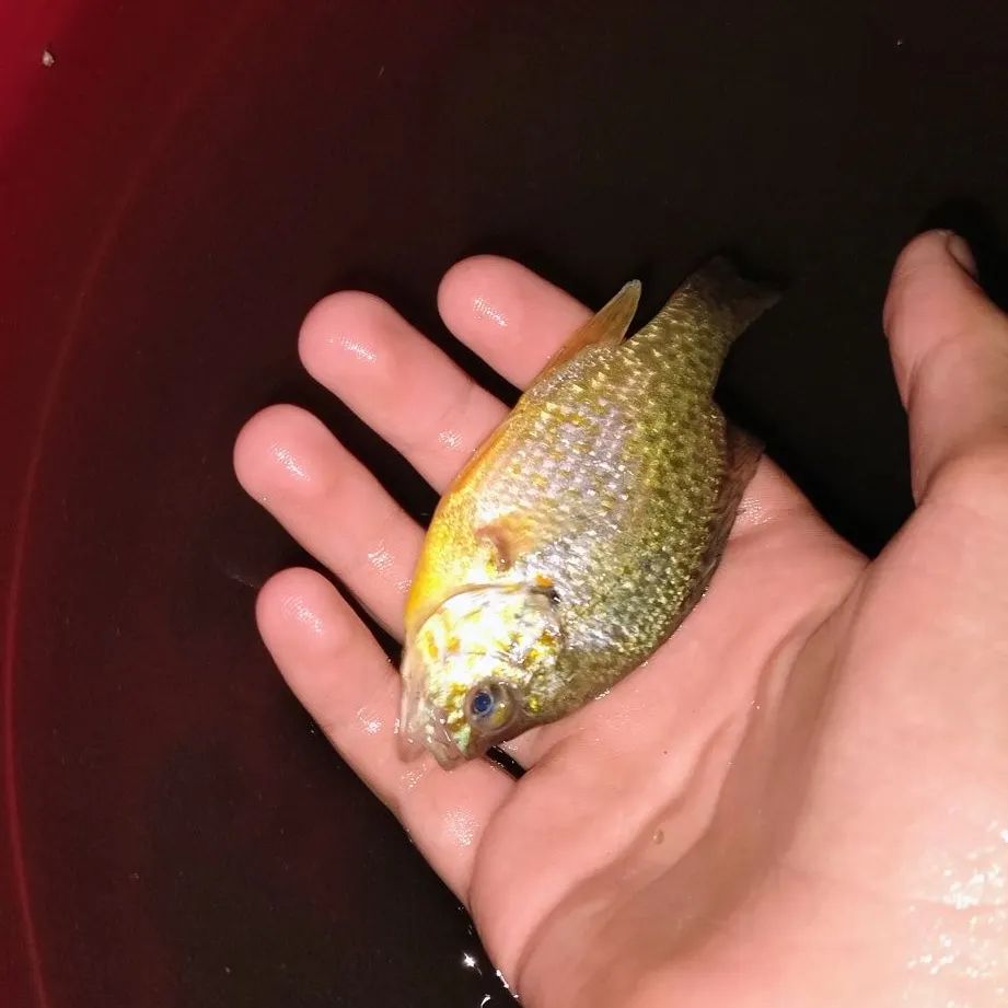 Pumpkinseed caught on Fishbrain