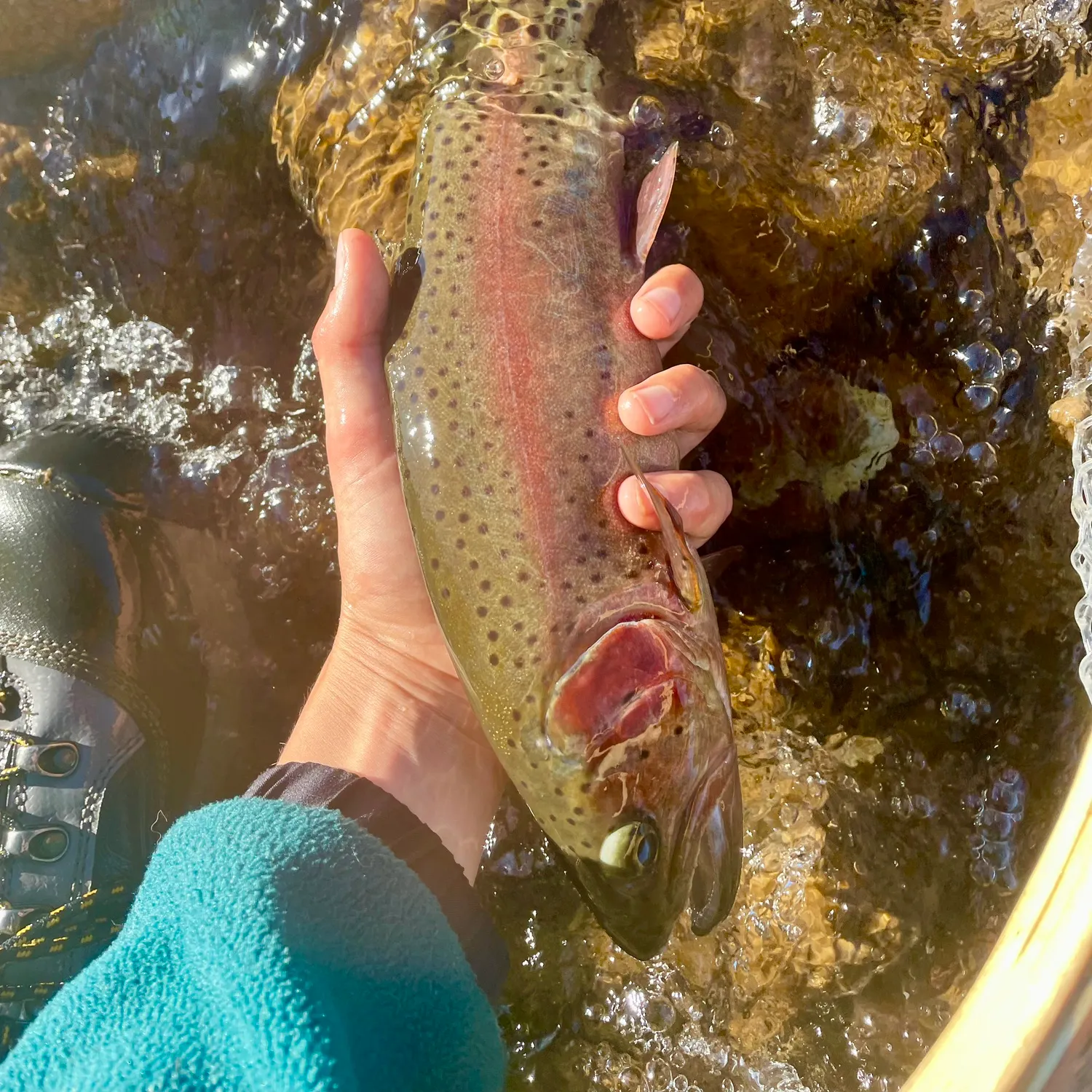The most recent Cutbow catches on Fishbrain
