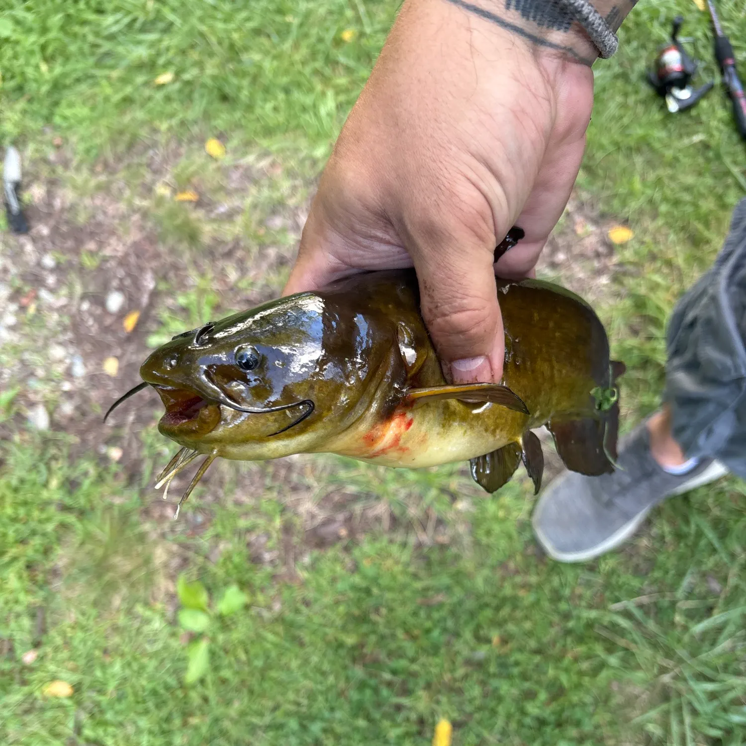 Yellow bullhead caught on Fishbrain