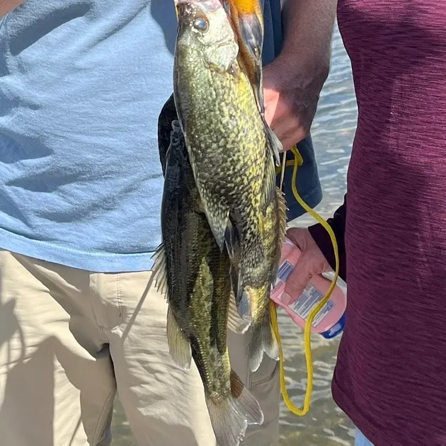 Black crappie caught on Fishbrain