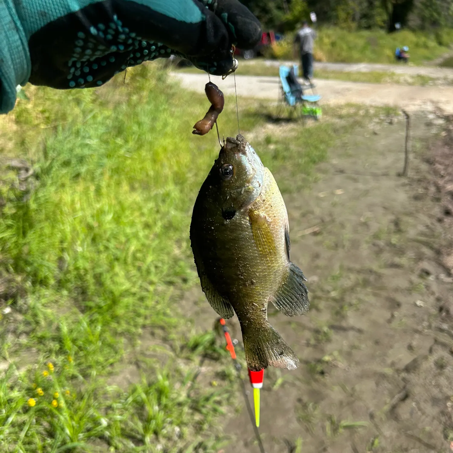 Bluegill caught on Fishbrain