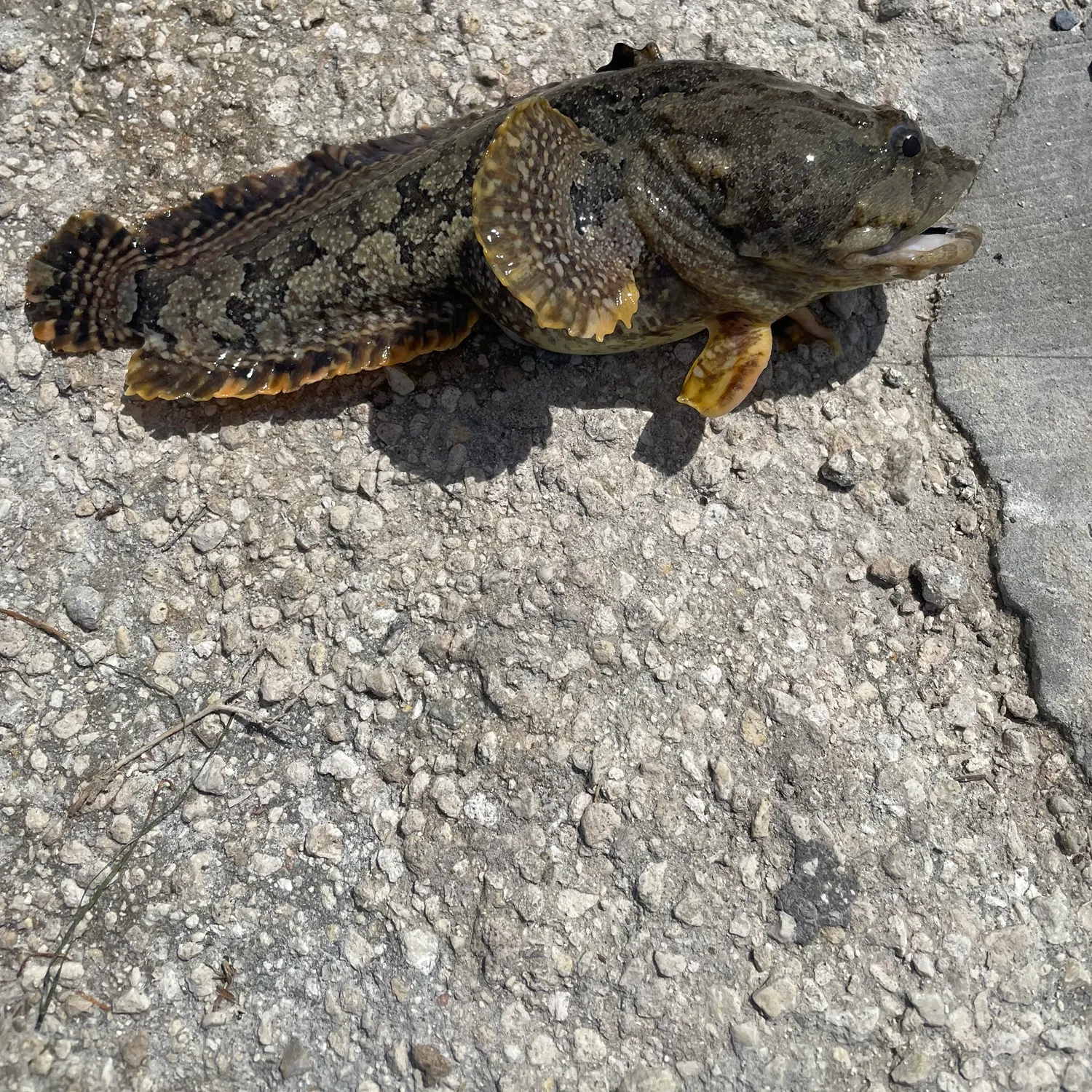 The most recent Oyster toadfish catches on Fishbrain