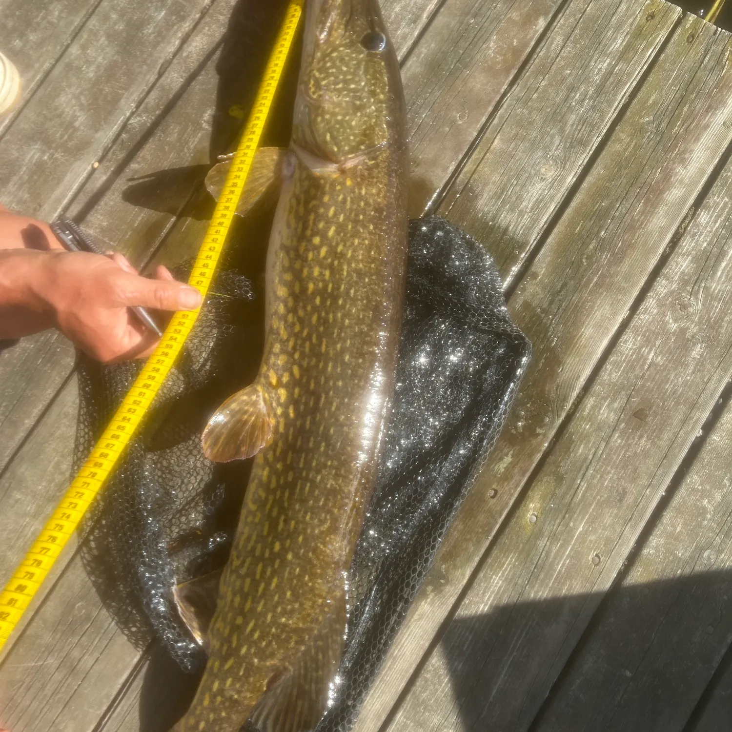 Northern pike caught on Fishbrain