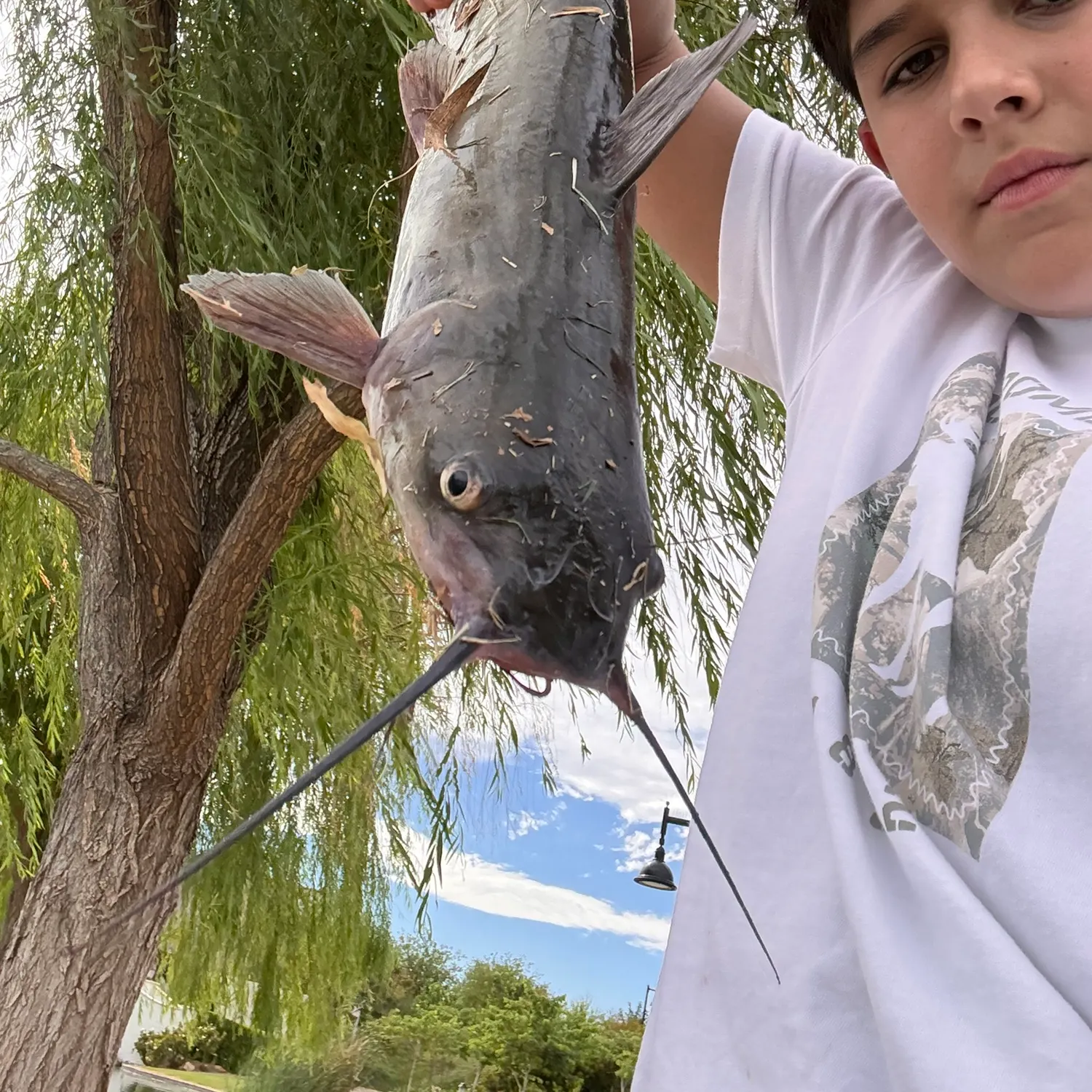 Channel catfish caught on Fishbrain