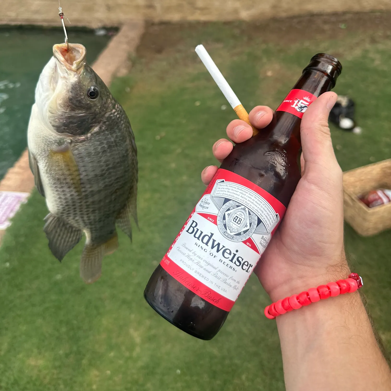 Blue tilapia caught on Fishbrain