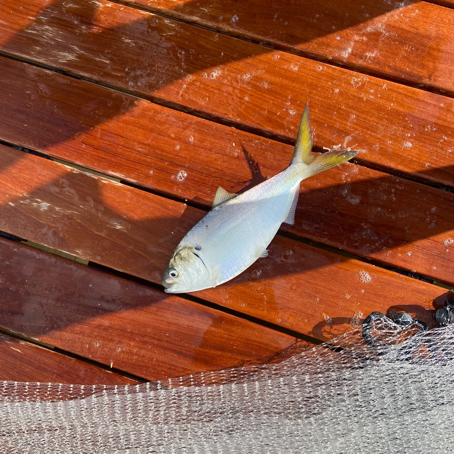 The most recent Yellowfin menhaden catches on Fishbrain
