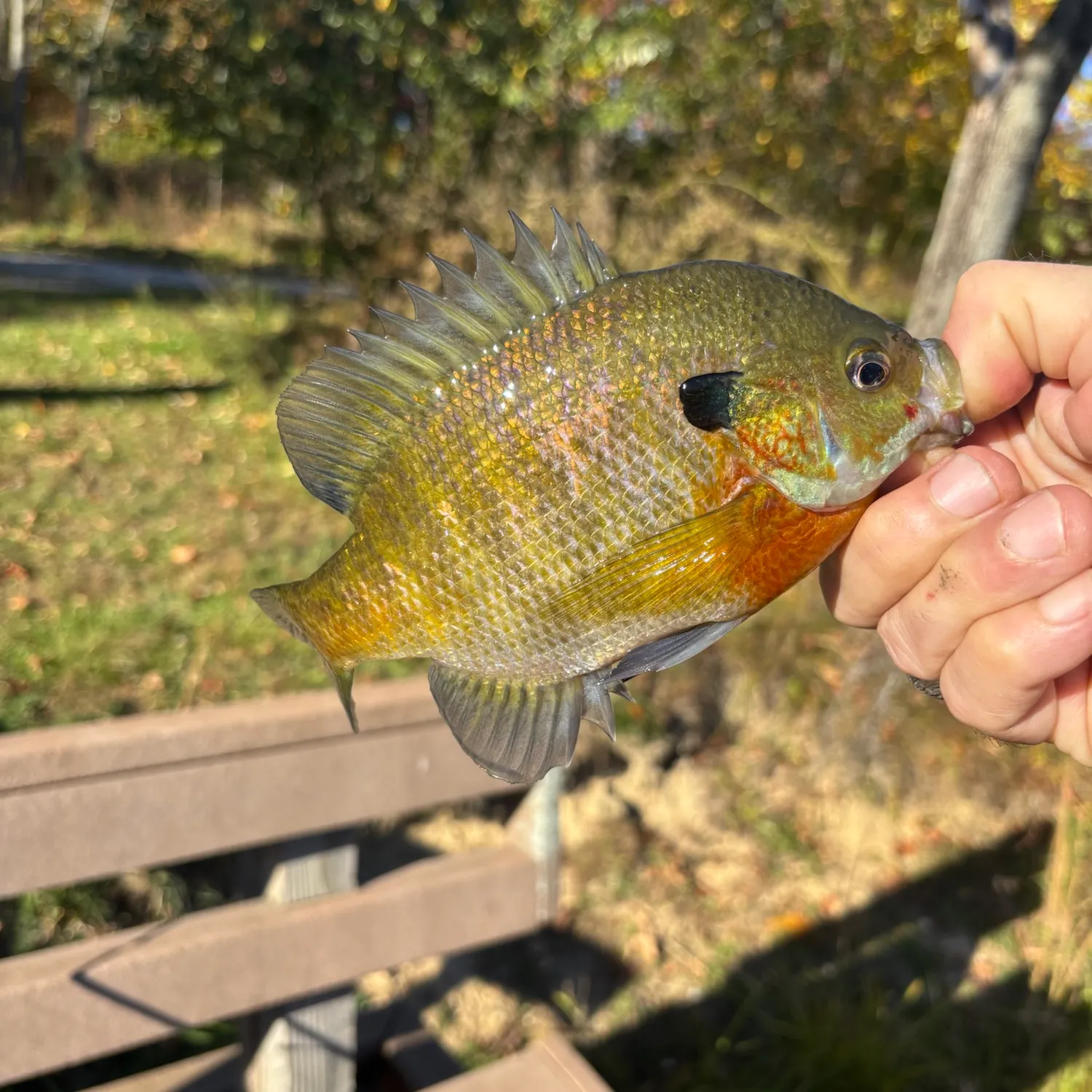 Bluegill caught on Fishbrain