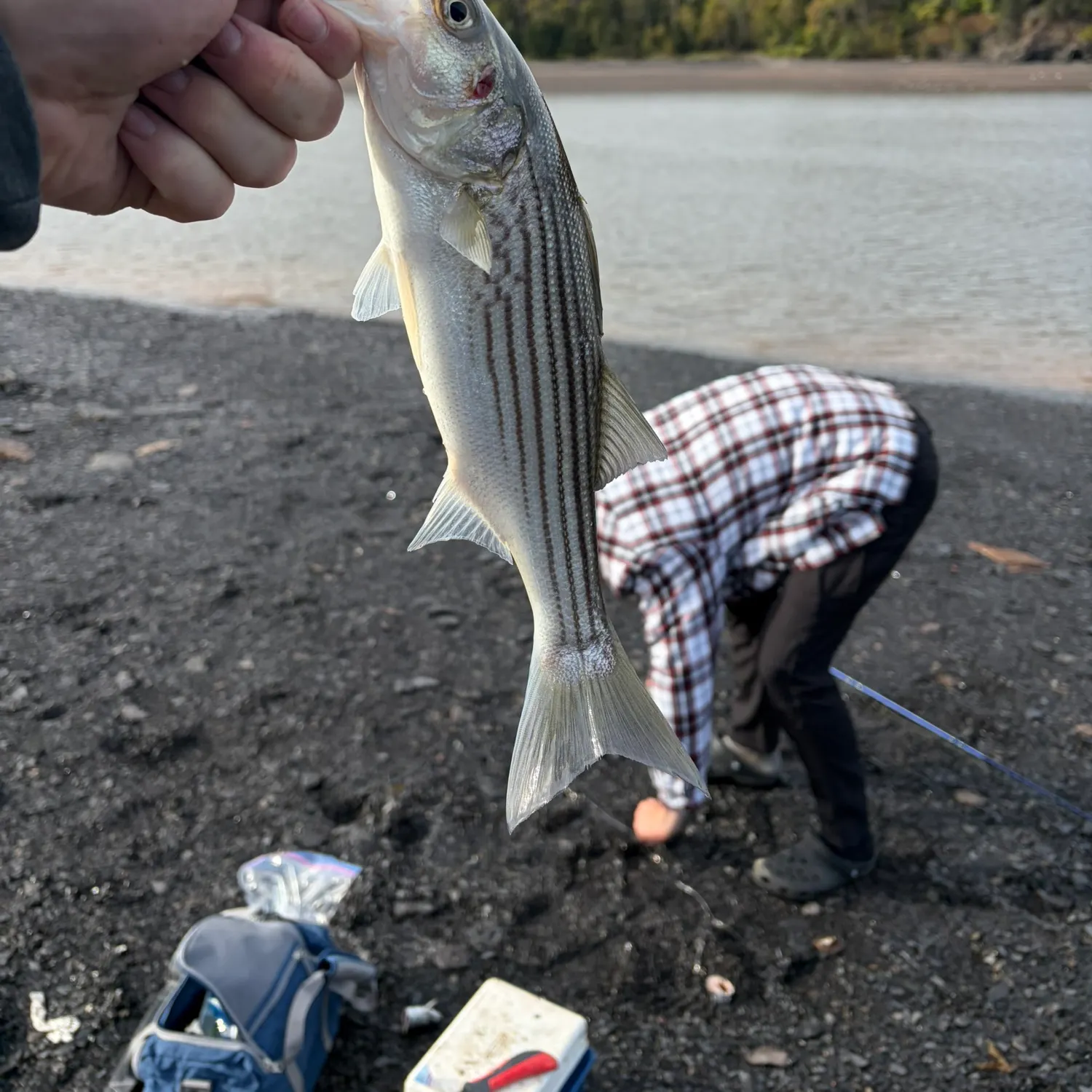 Striped bass caught on Fishbrain