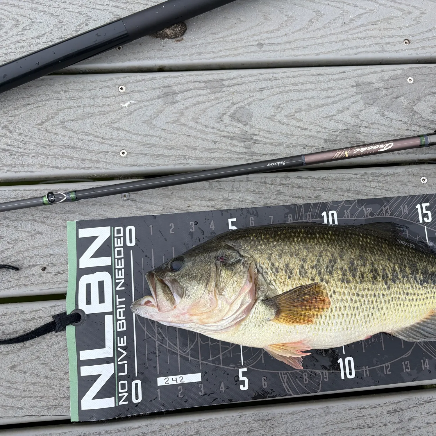 Largemouth bass caught on Fishbrain