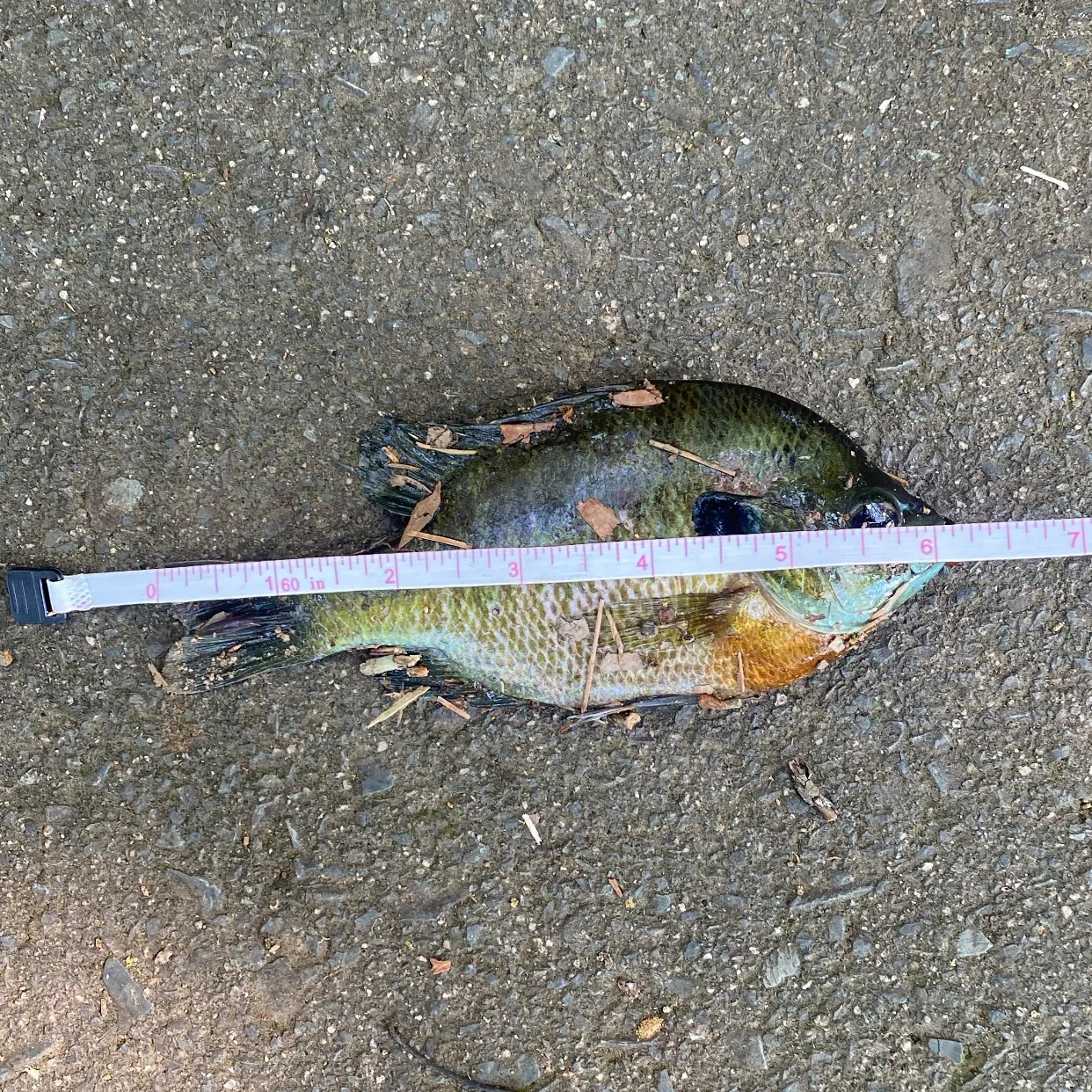 recently logged catches