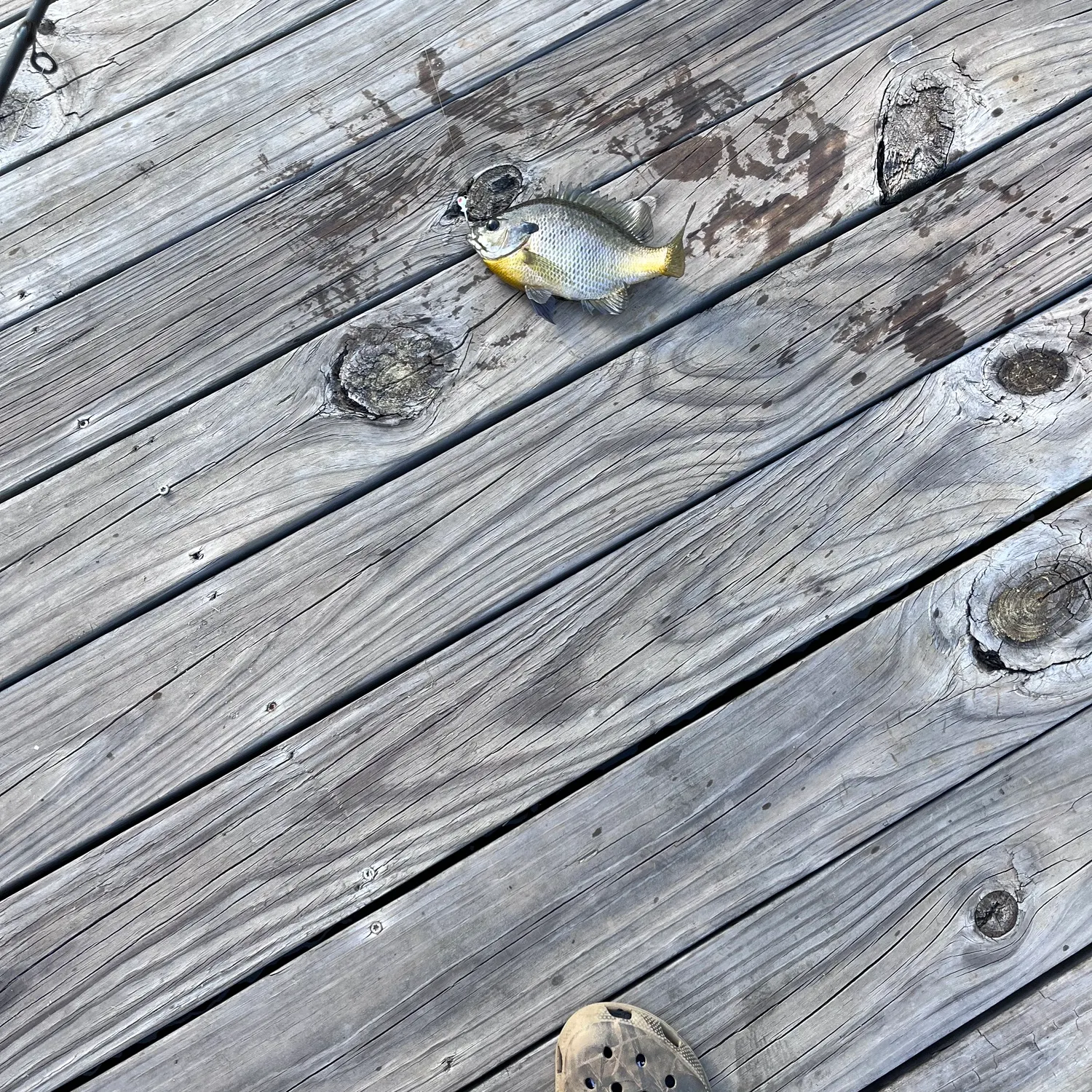 angler catch