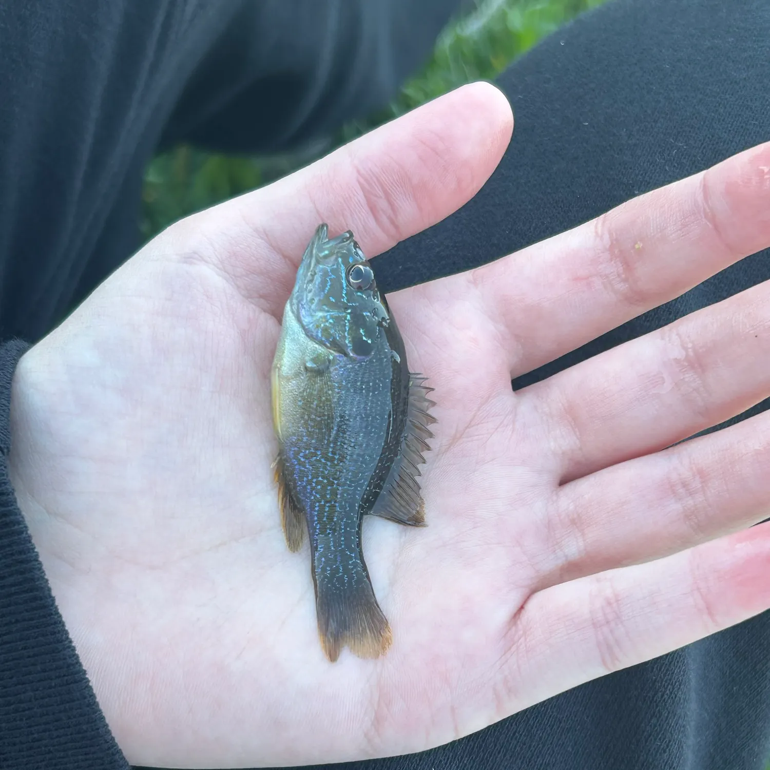 Green sunfish caught on Fishbrain
