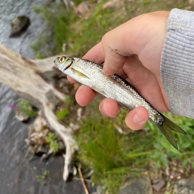 The most recent Vendace catches on Fishbrain