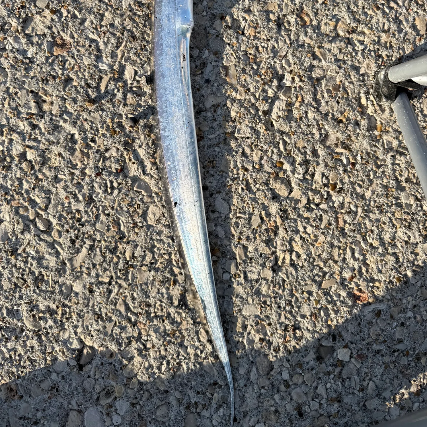 The most recent Atlantic cutlassfish catches on Fishbrain