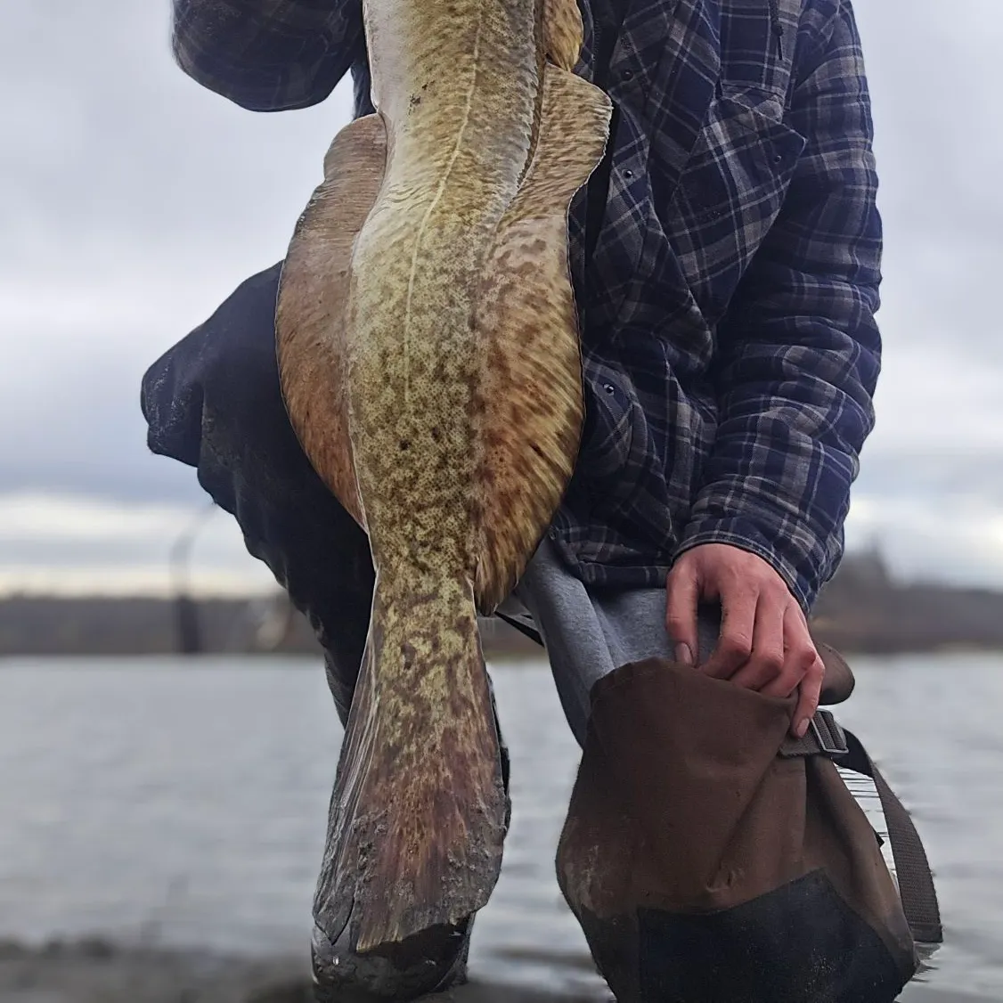 Burbot caught on Fishbrain