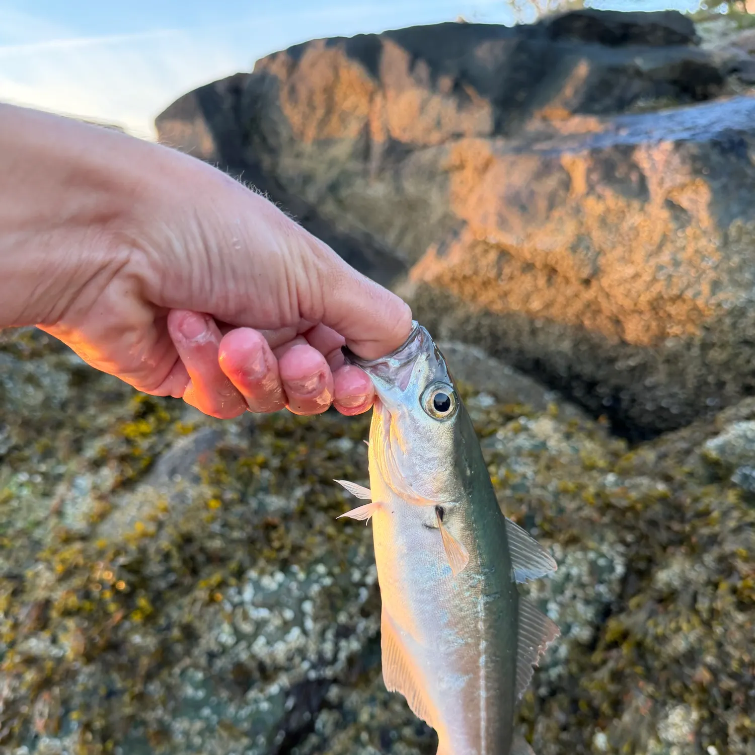 The most recent Atlantic pollock catches on Fishbrain