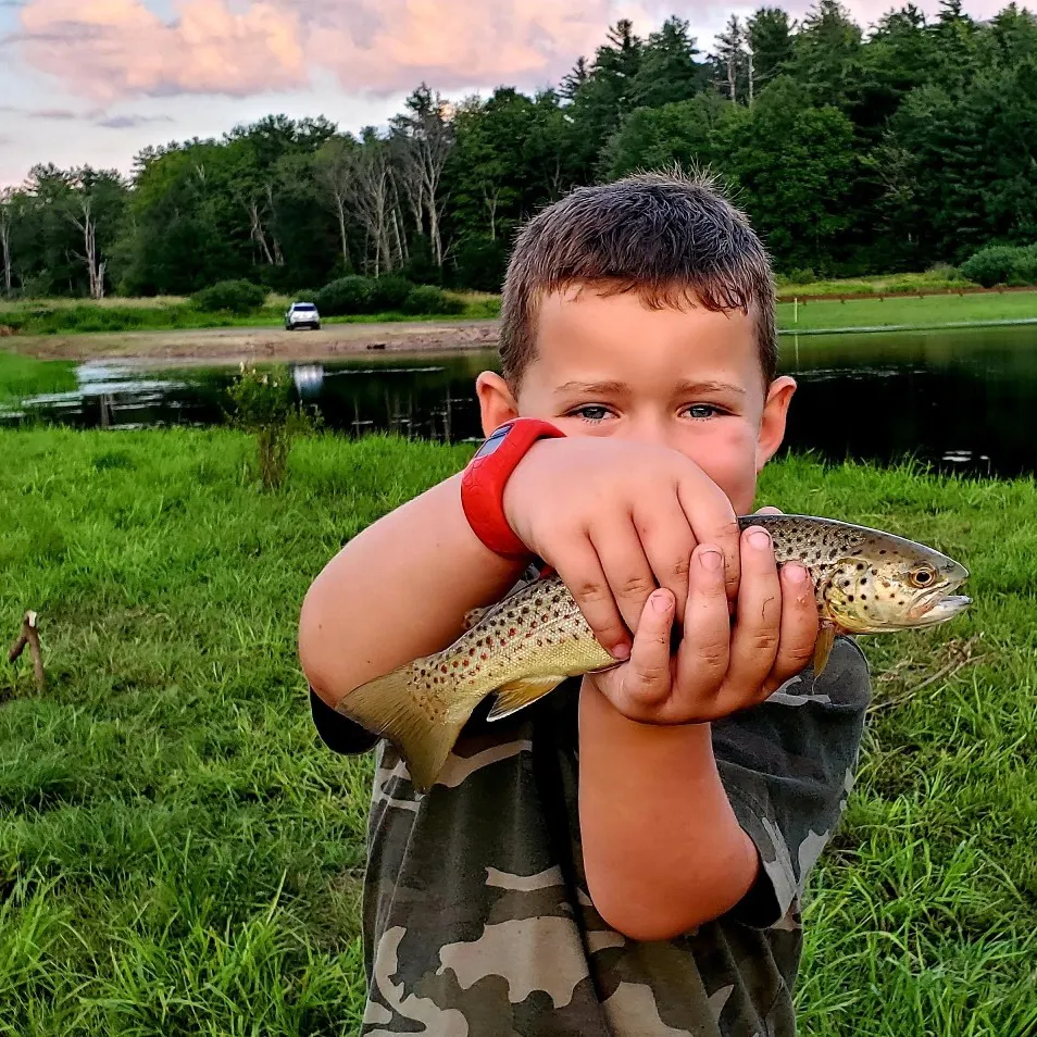 Brown trout caught on Fishbrain