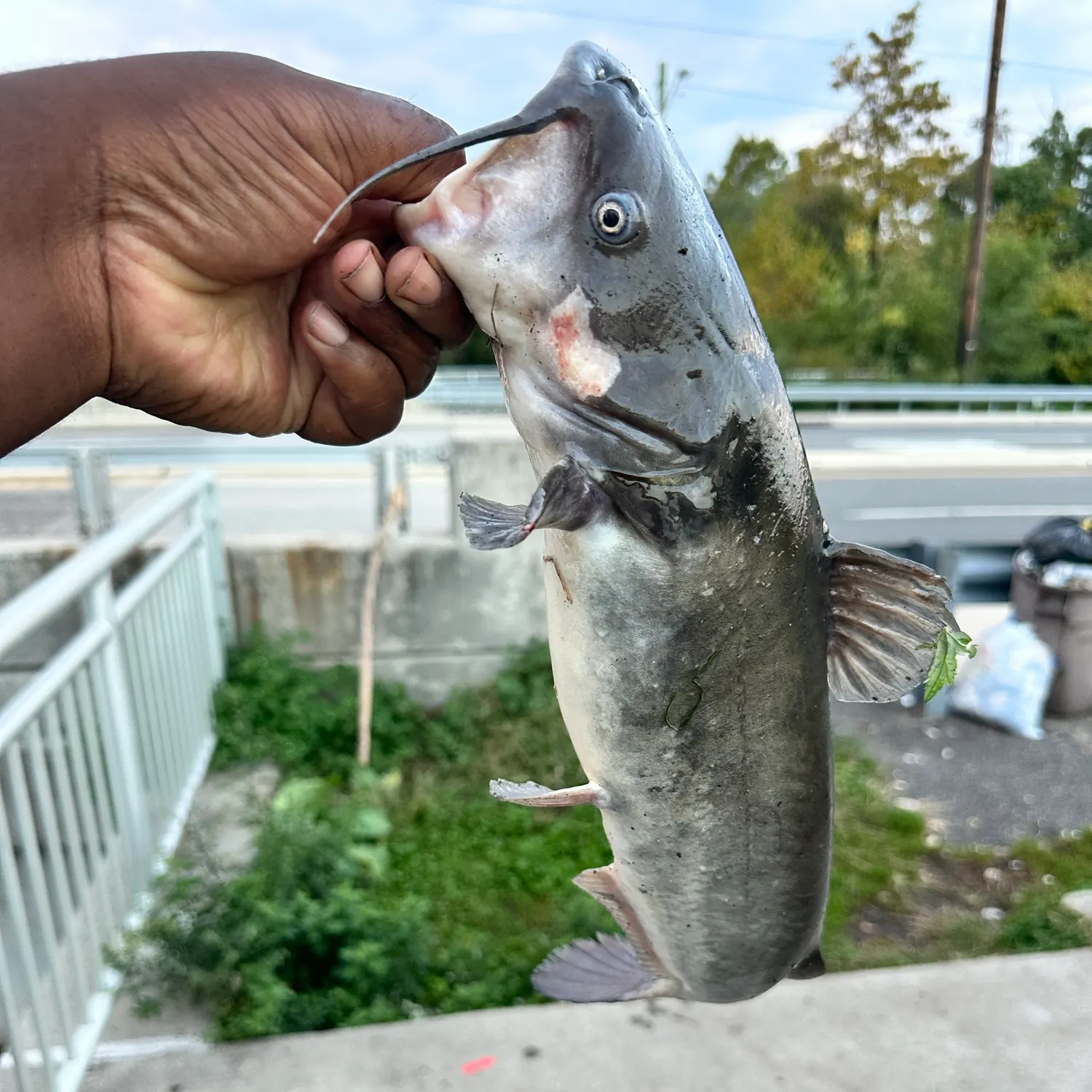 Channel catfish caught on Fishbrain