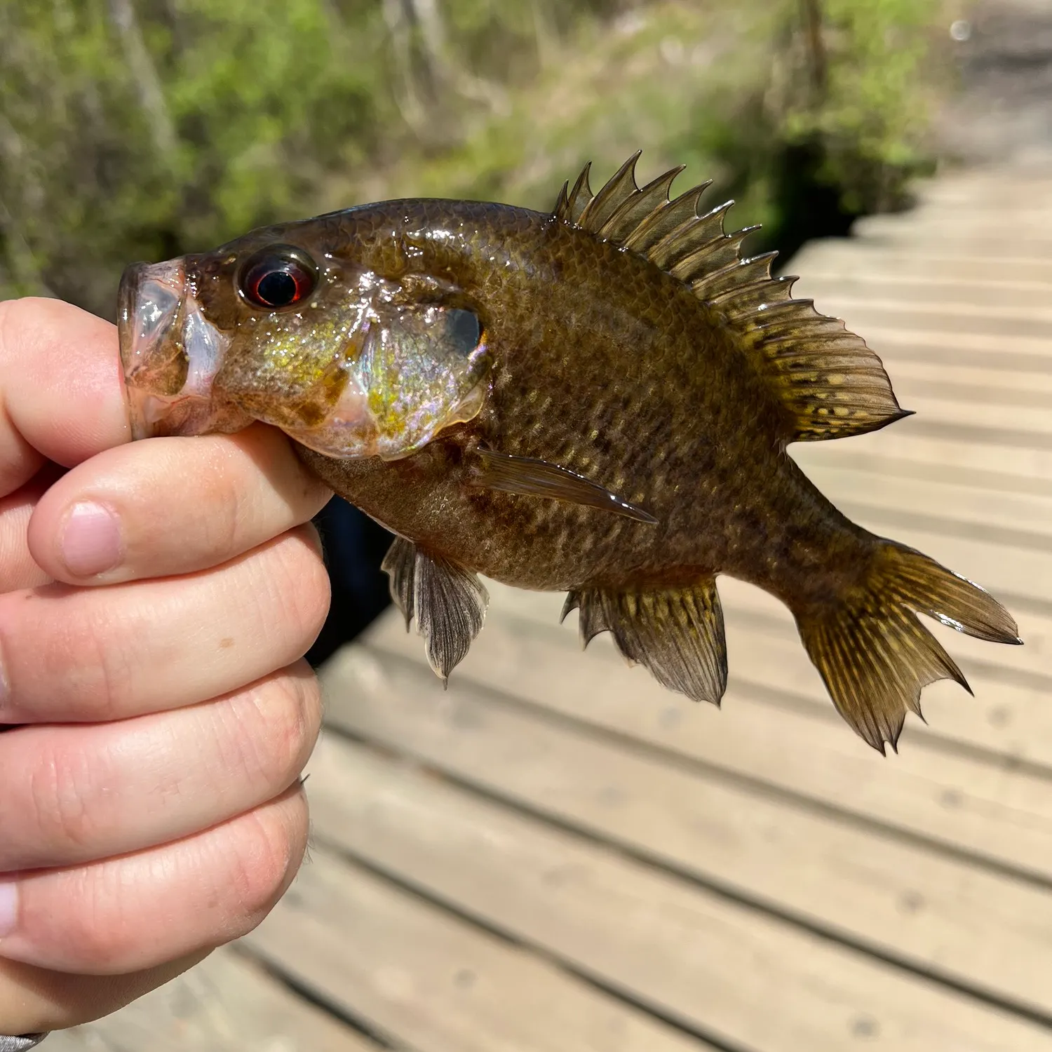 recently logged catches