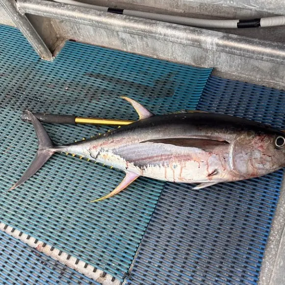 The most recent Yellowfin tuna catches on Fishbrain