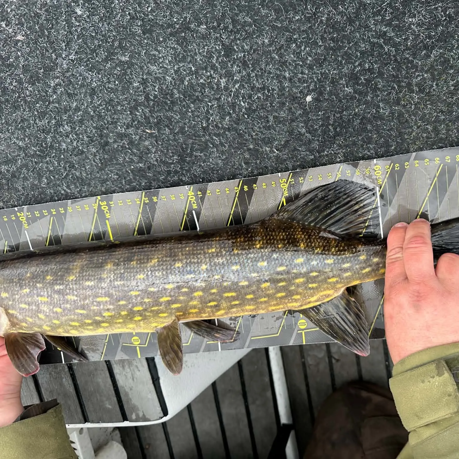 Northern pike caught on Fishbrain