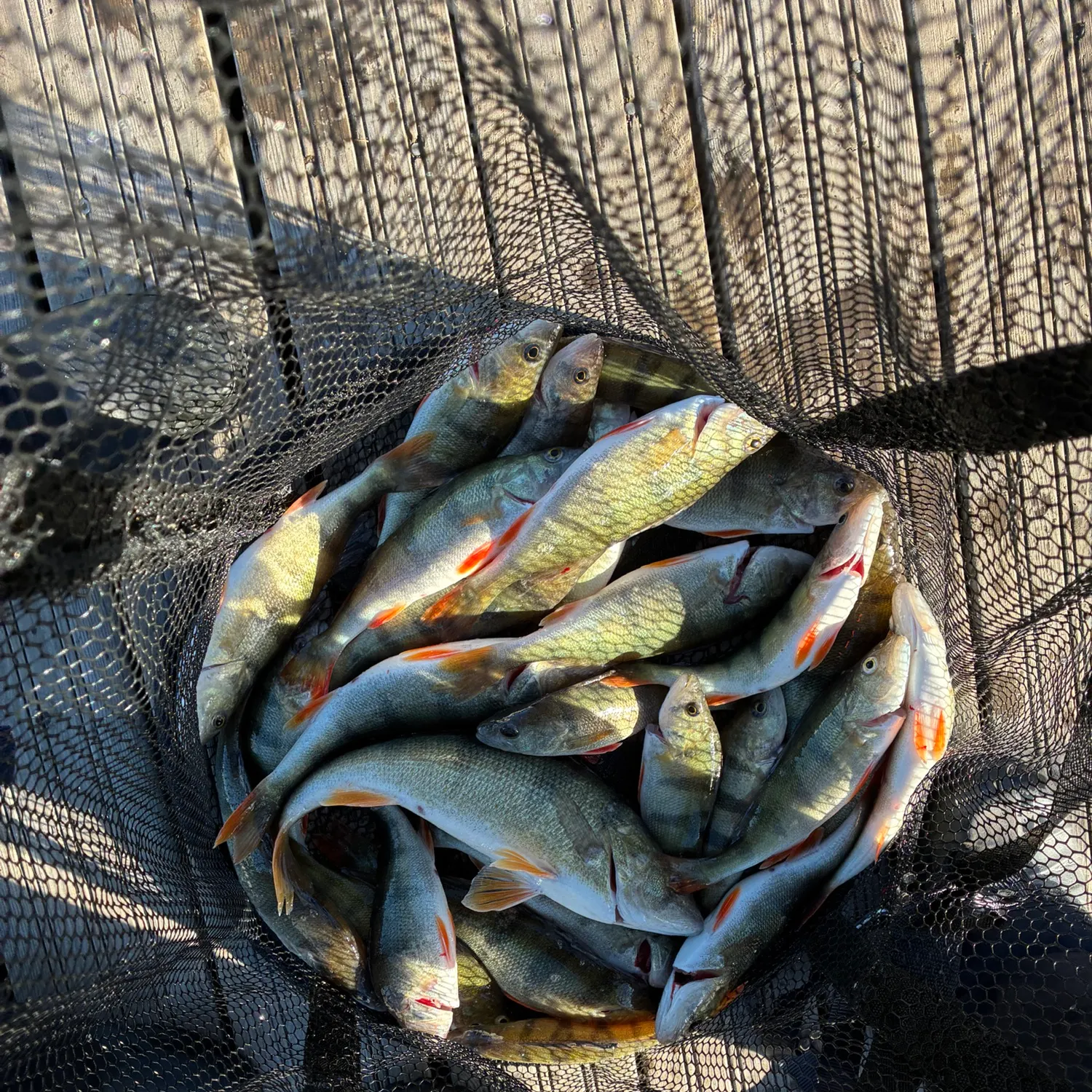 European perch caught on Fishbrain