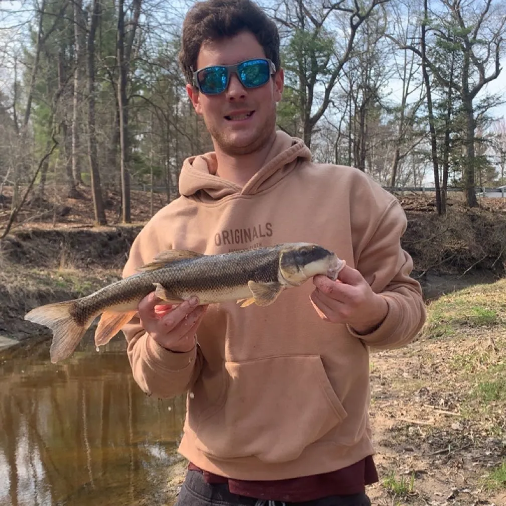 The most recent Sacramento sucker catches on Fishbrain