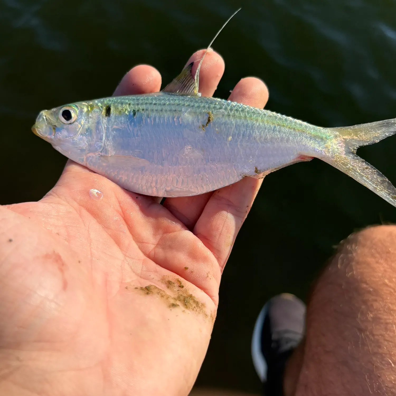 Atlantic thread herring caught on Fishbrain