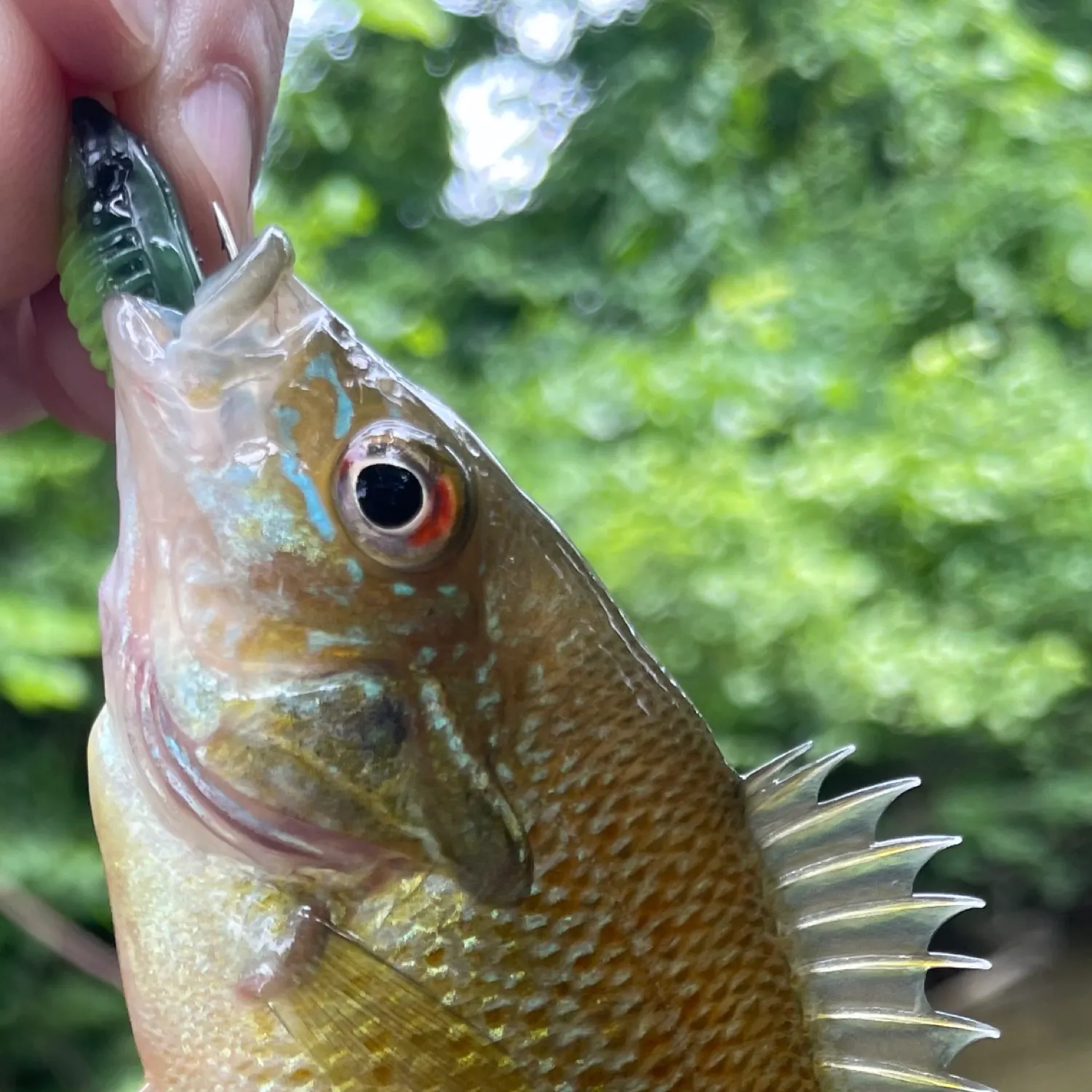 angler catch