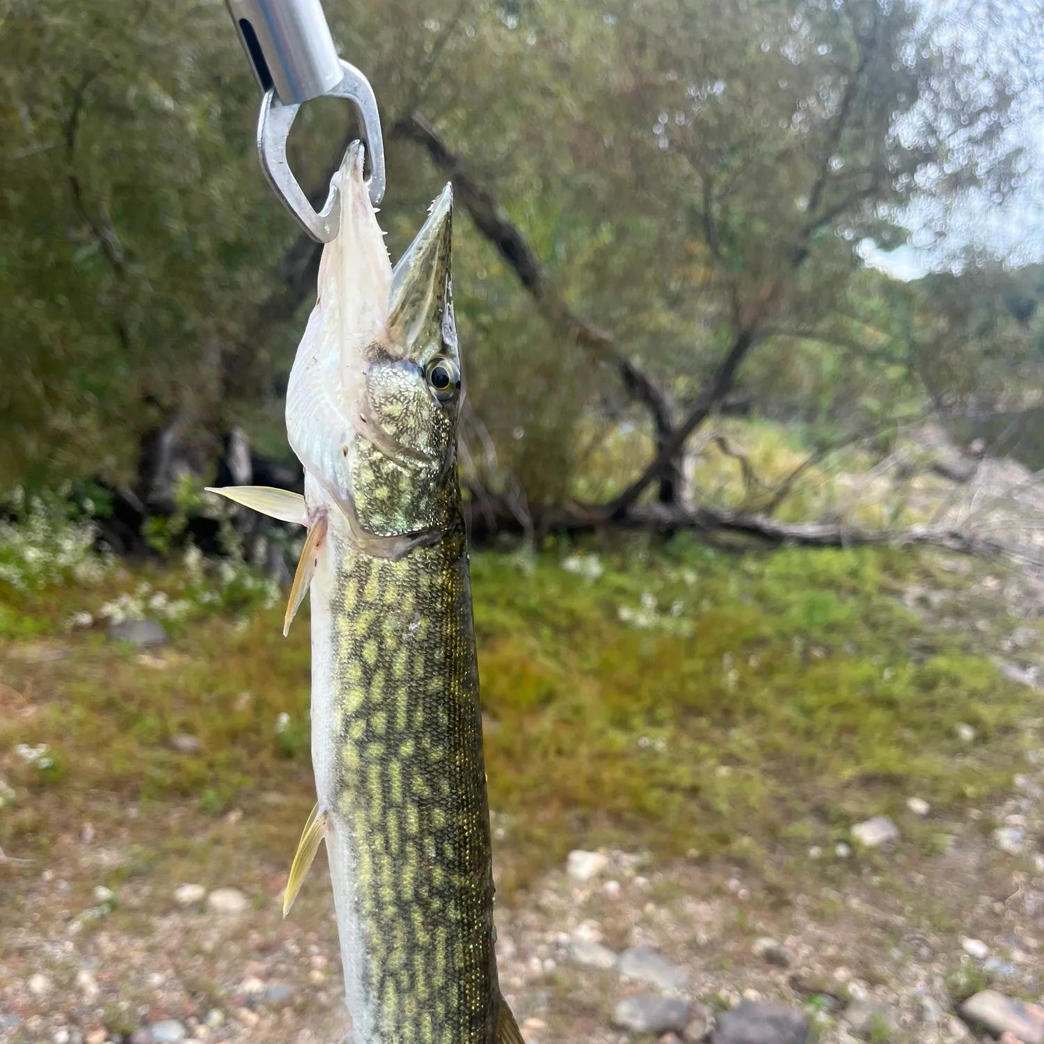 Chain pickerel caught on Fishbrain