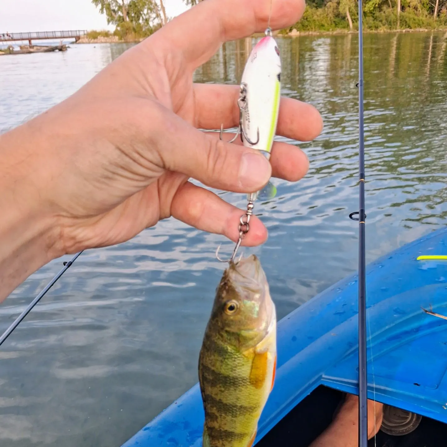 Yellow perch caught on Fishbrain