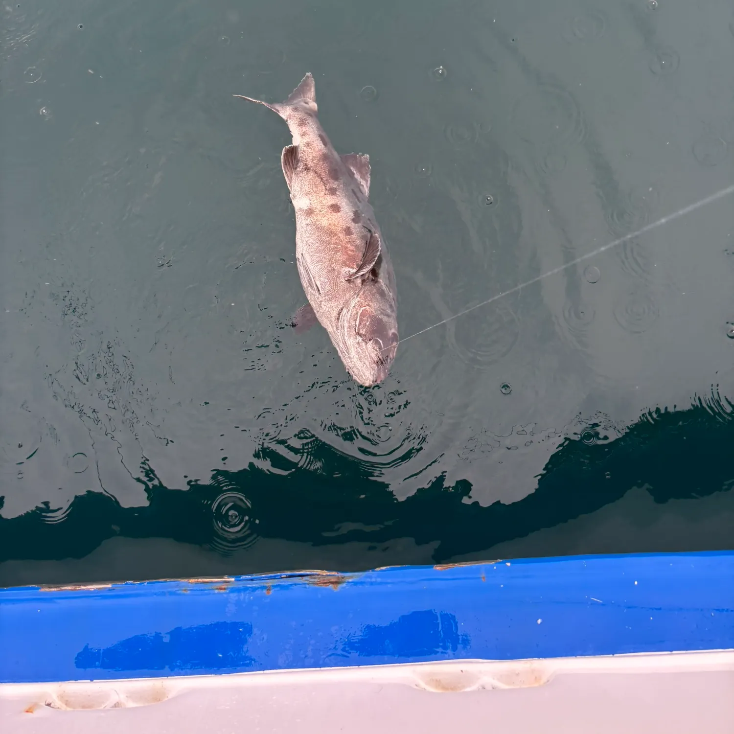 The most recent Giant sea bass catches on Fishbrain