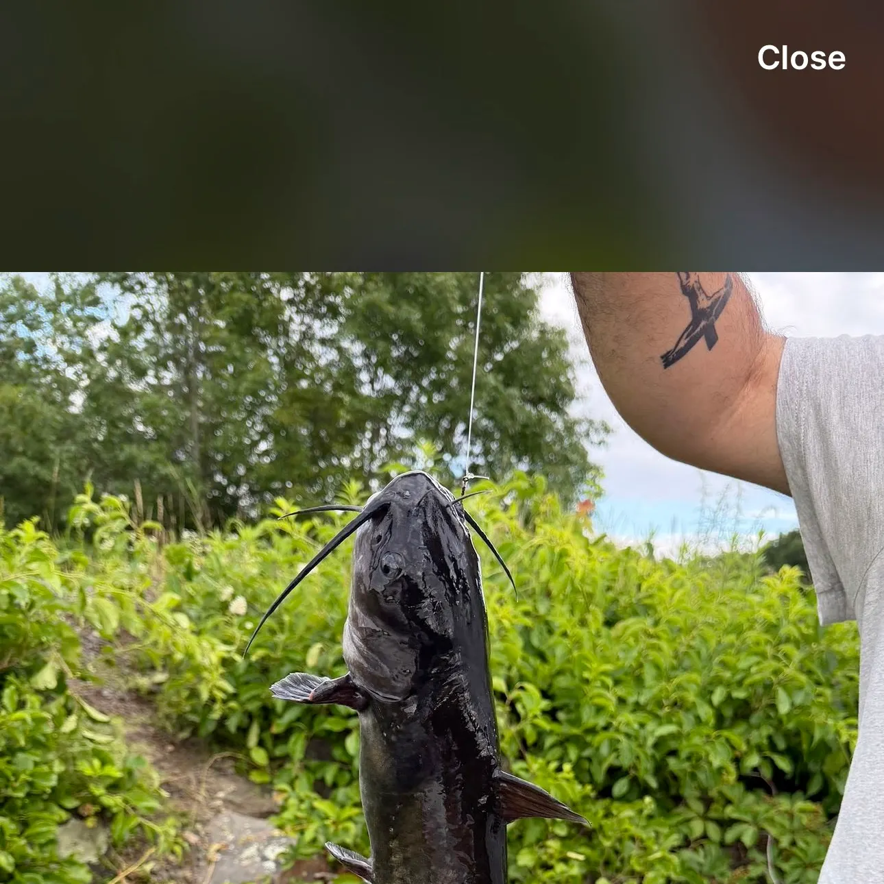 Channel catfish caught on Fishbrain