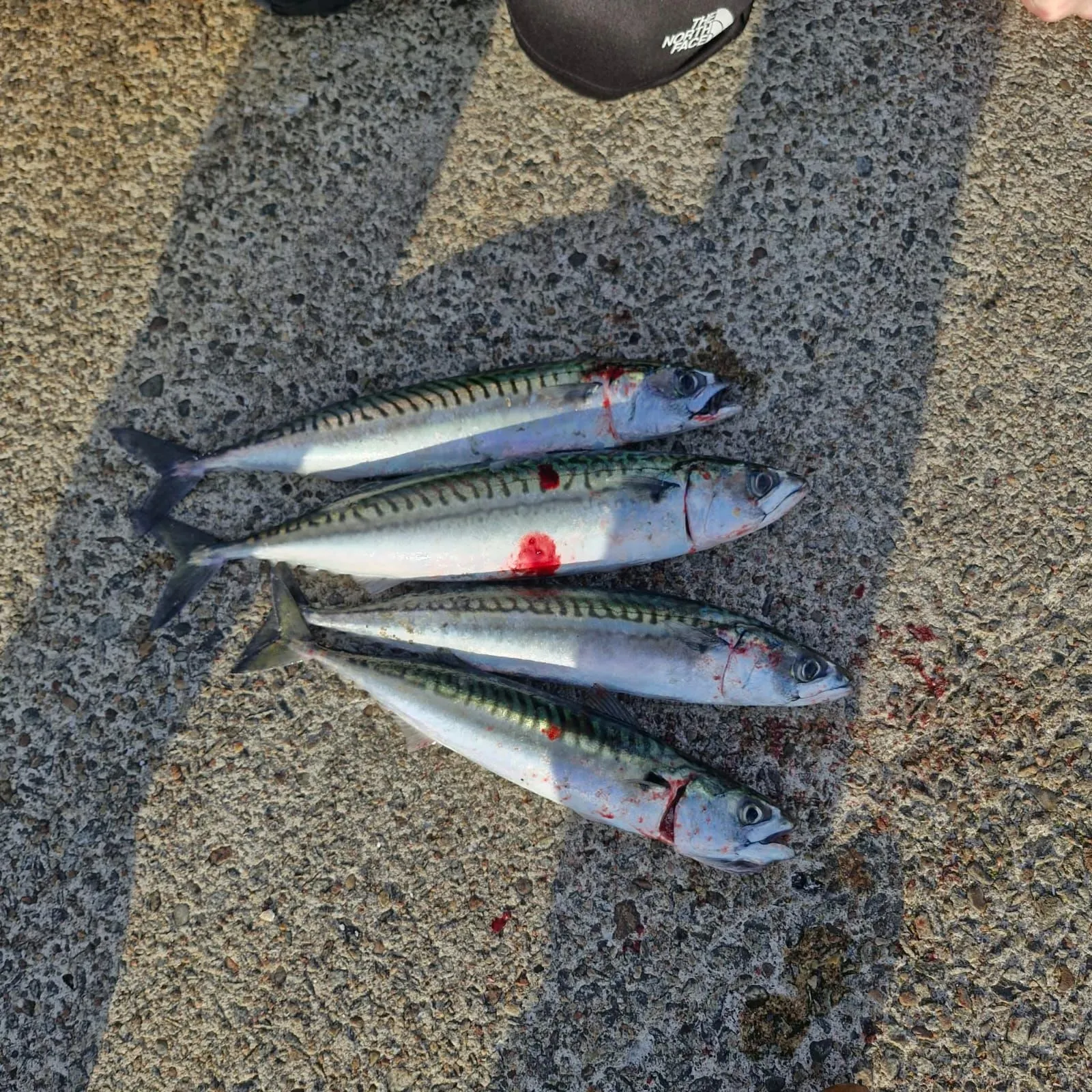 Atlantic mackerel caught on Fishbrain
