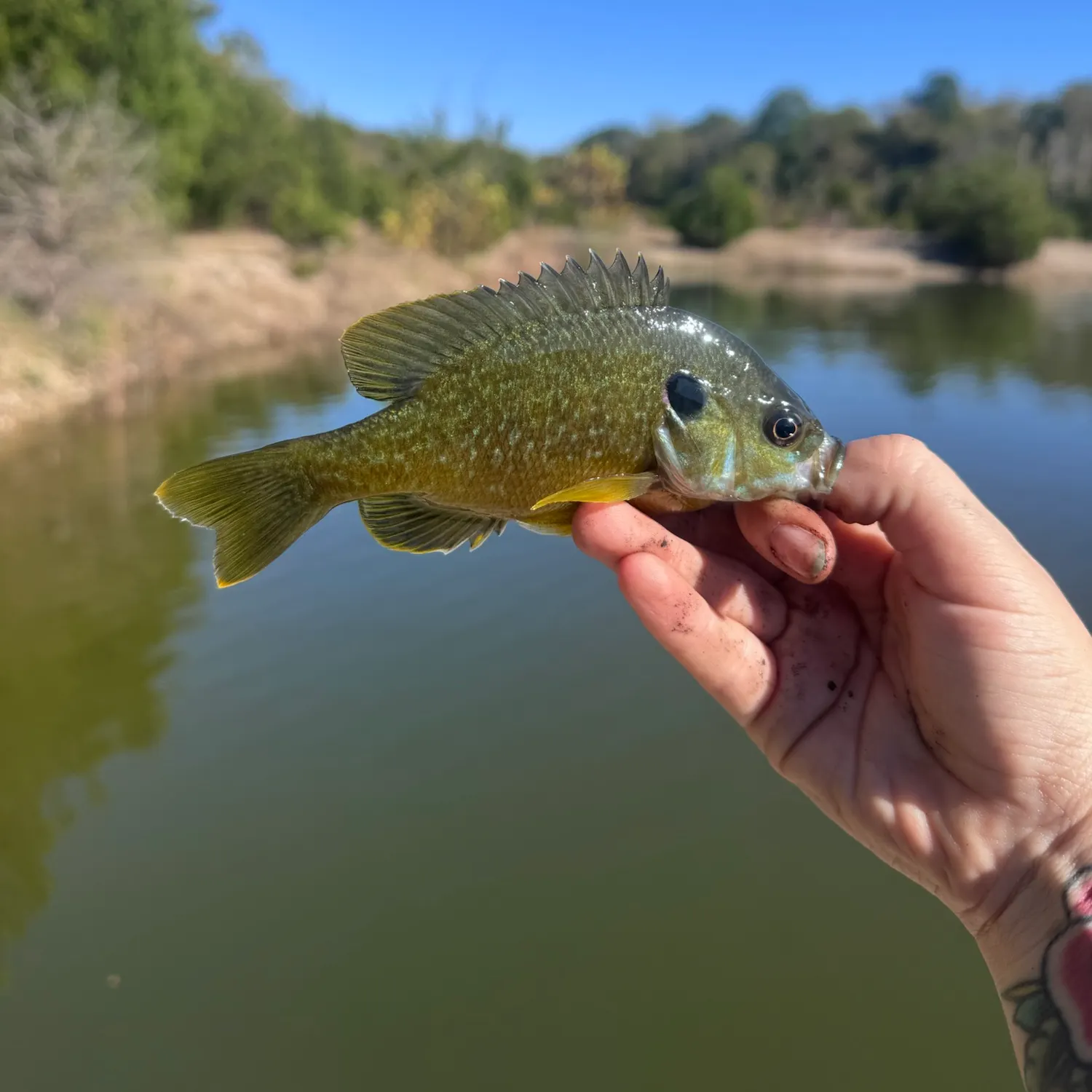 Greengill hybrid caught on Fishbrain