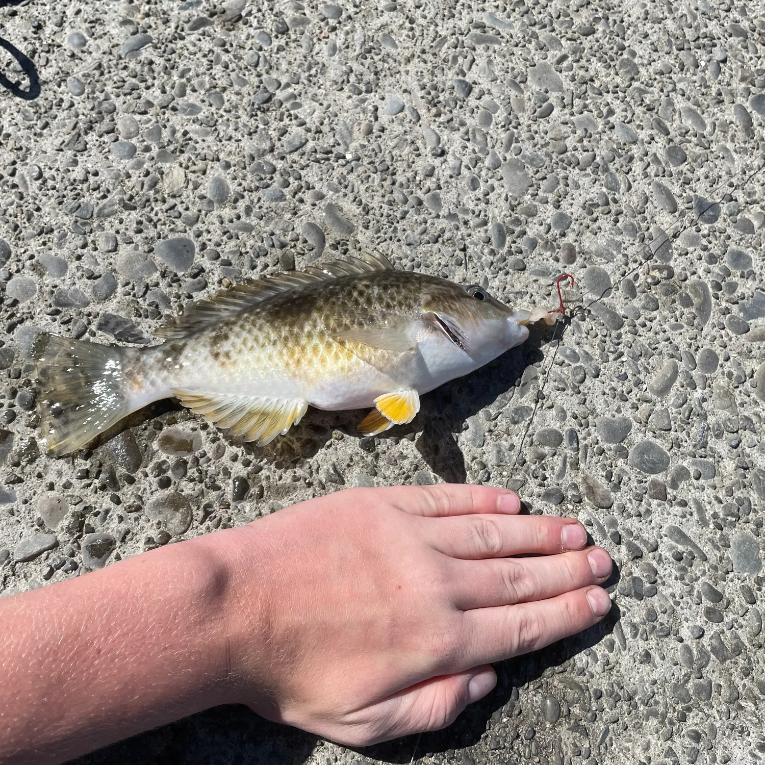 The most recent Spotty wrasse catches on Fishbrain