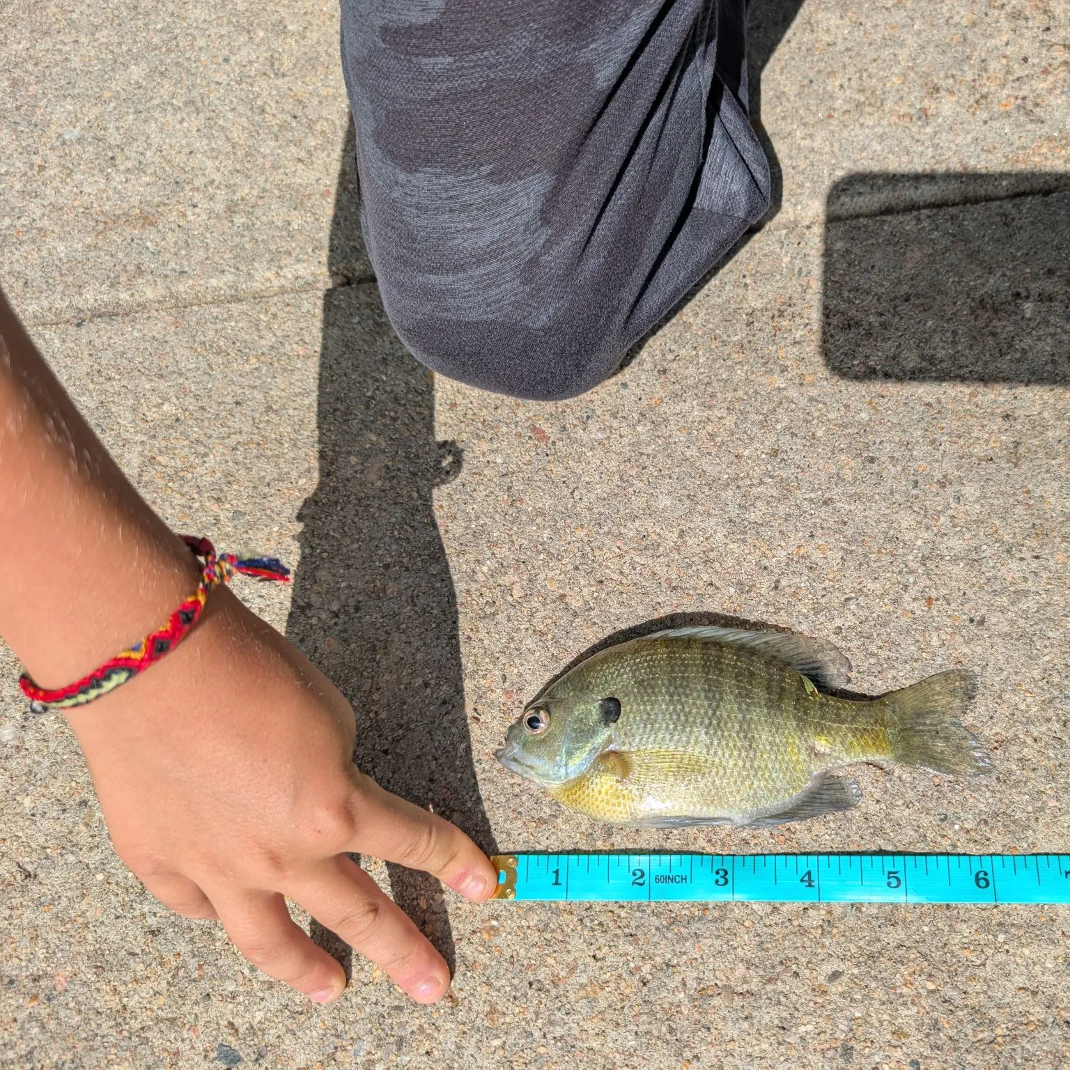 Bluegill caught on Fishbrain