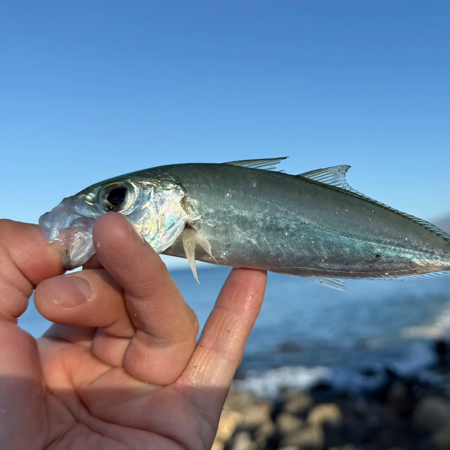 The most recent Bigeye scad catches on Fishbrain