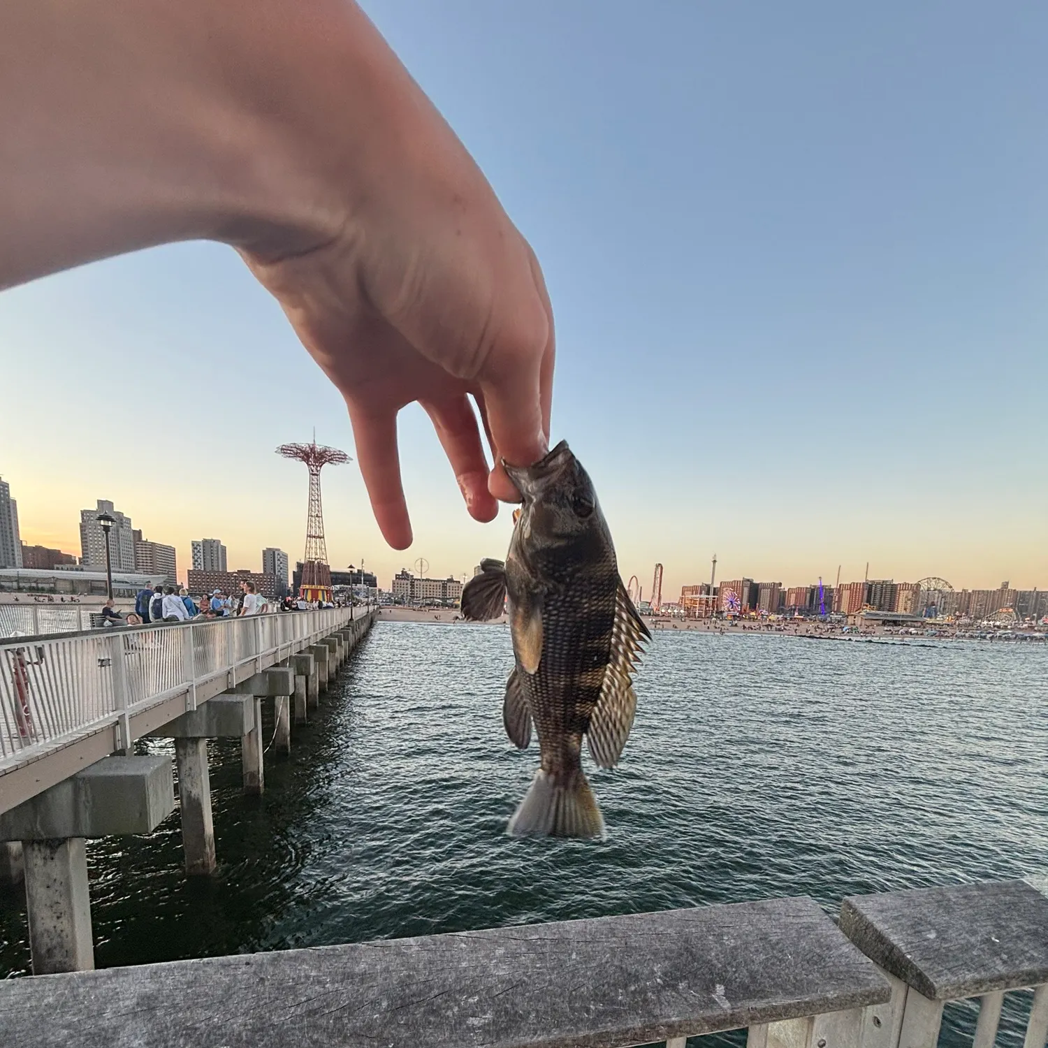 Black sea bass caught on Fishbrain