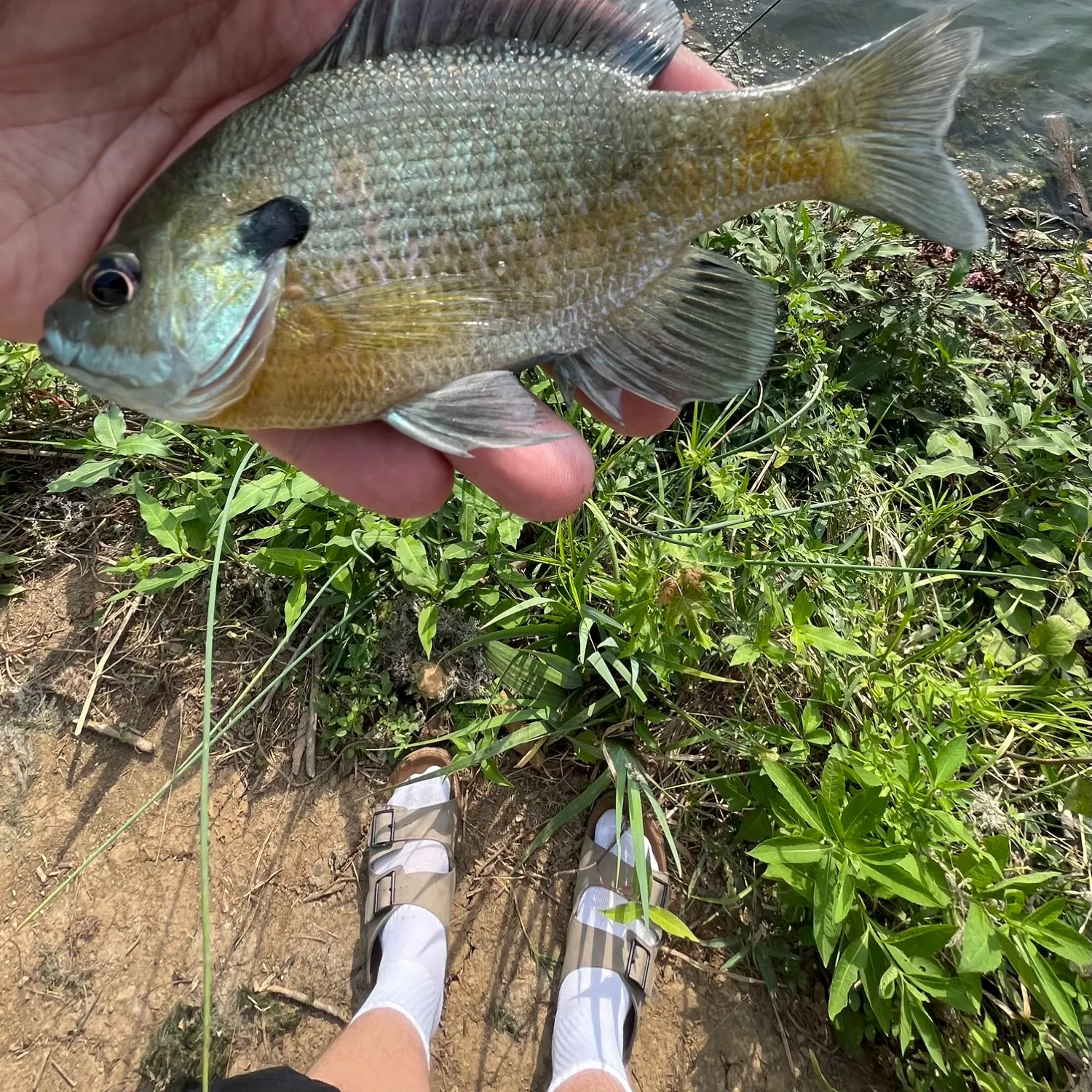 Bluegill caught on Fishbrain