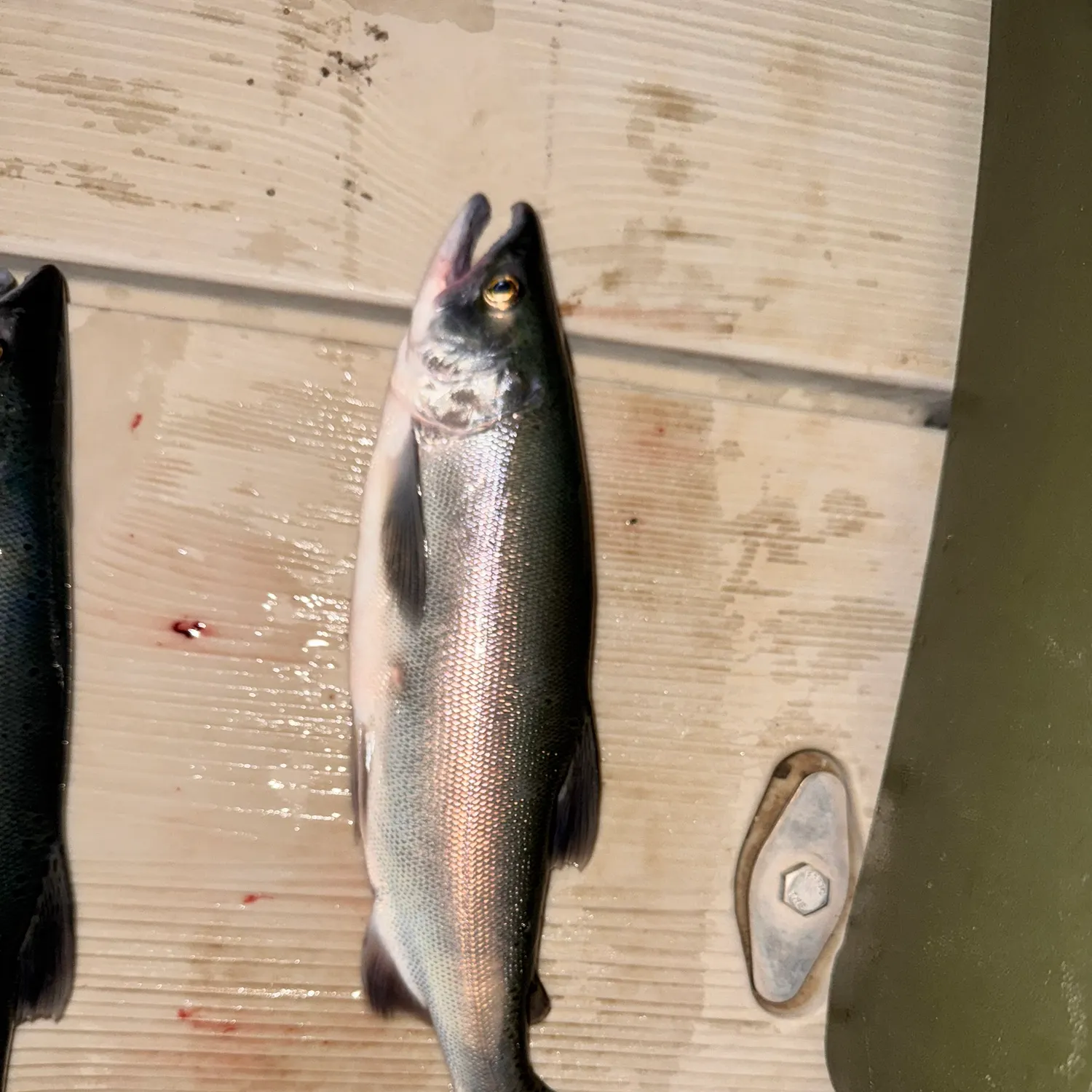 Kokanee salmon caught on Fishbrain